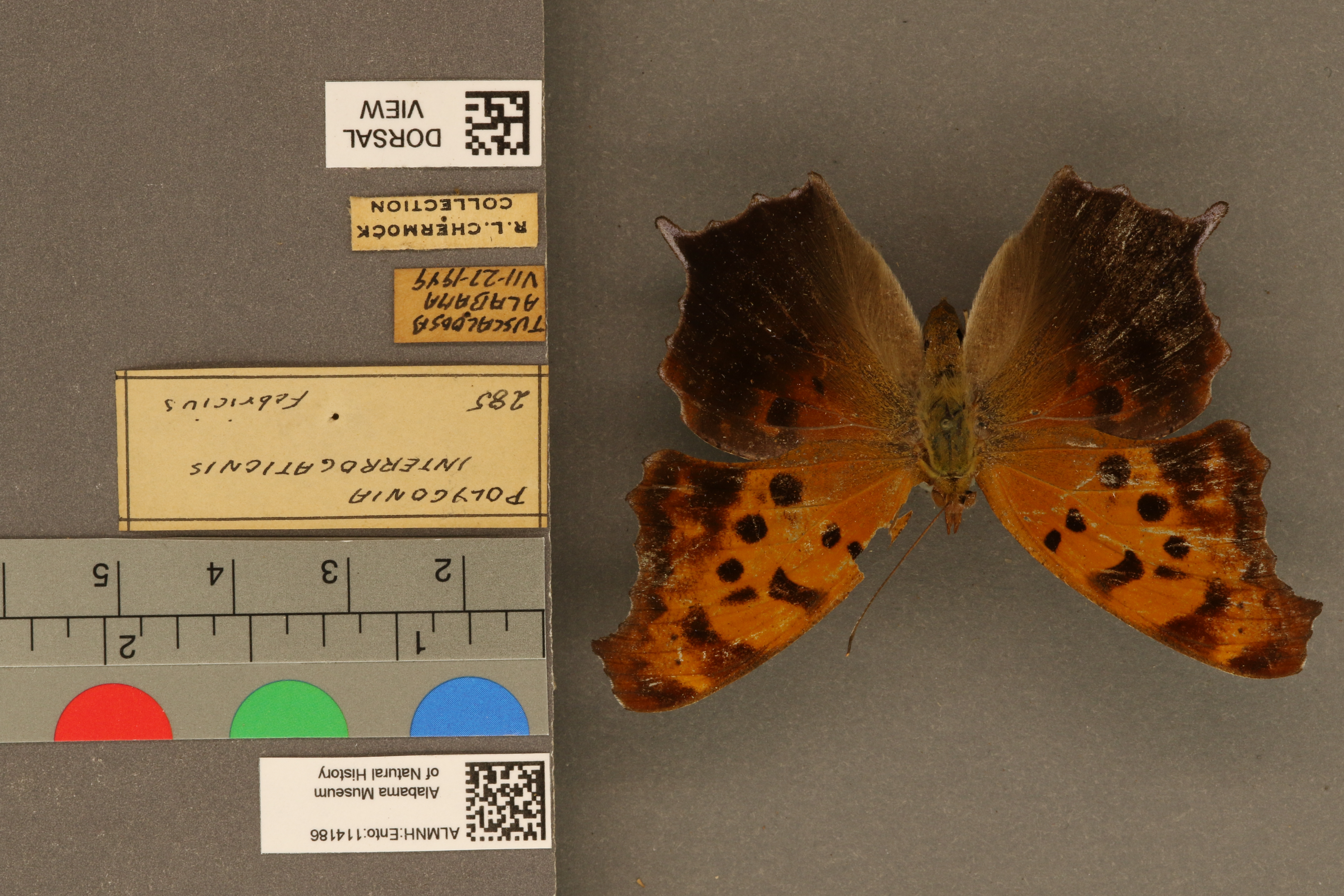 Polygonia interrogationis