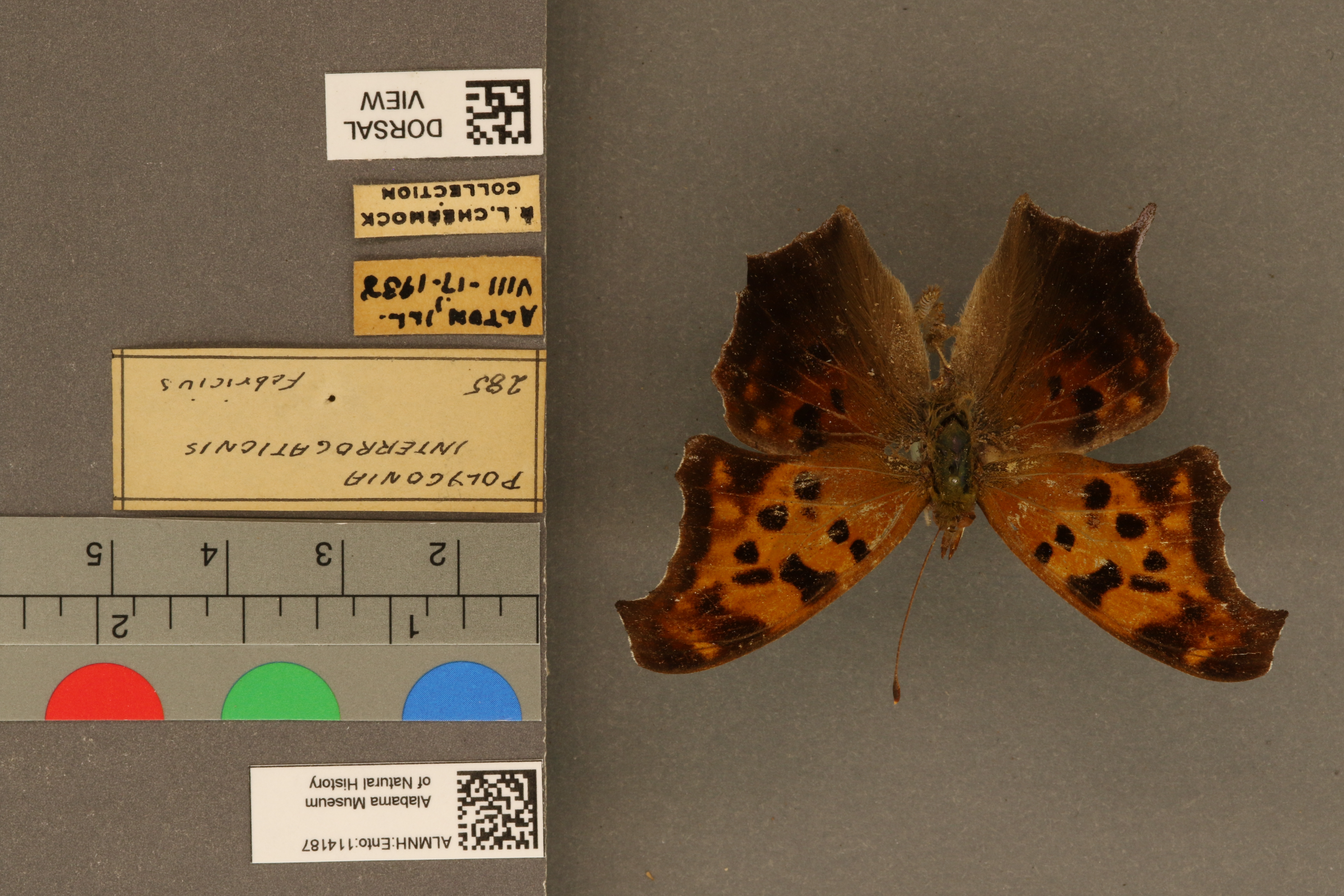 Polygonia interrogationis