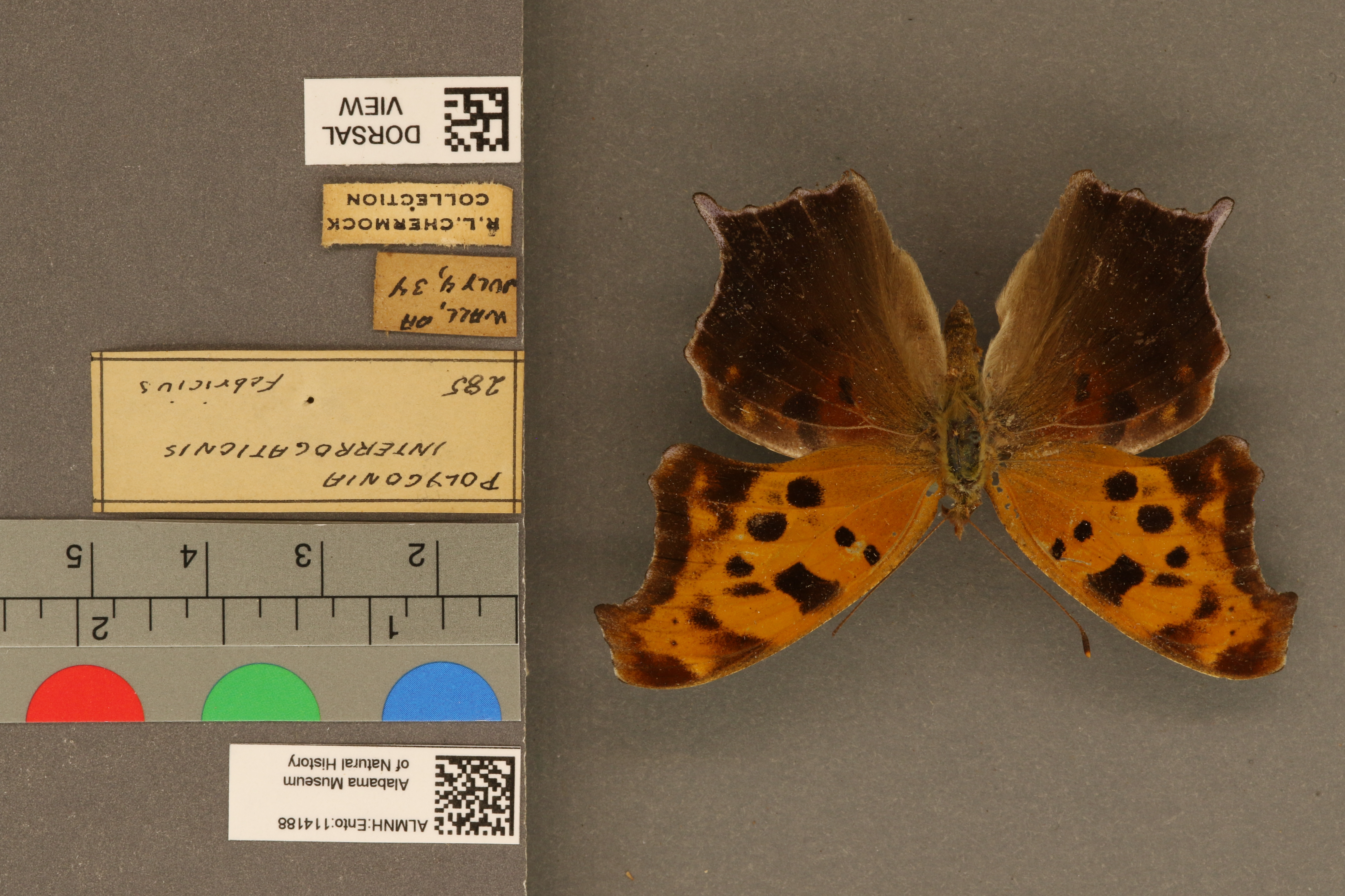 Polygonia interrogationis