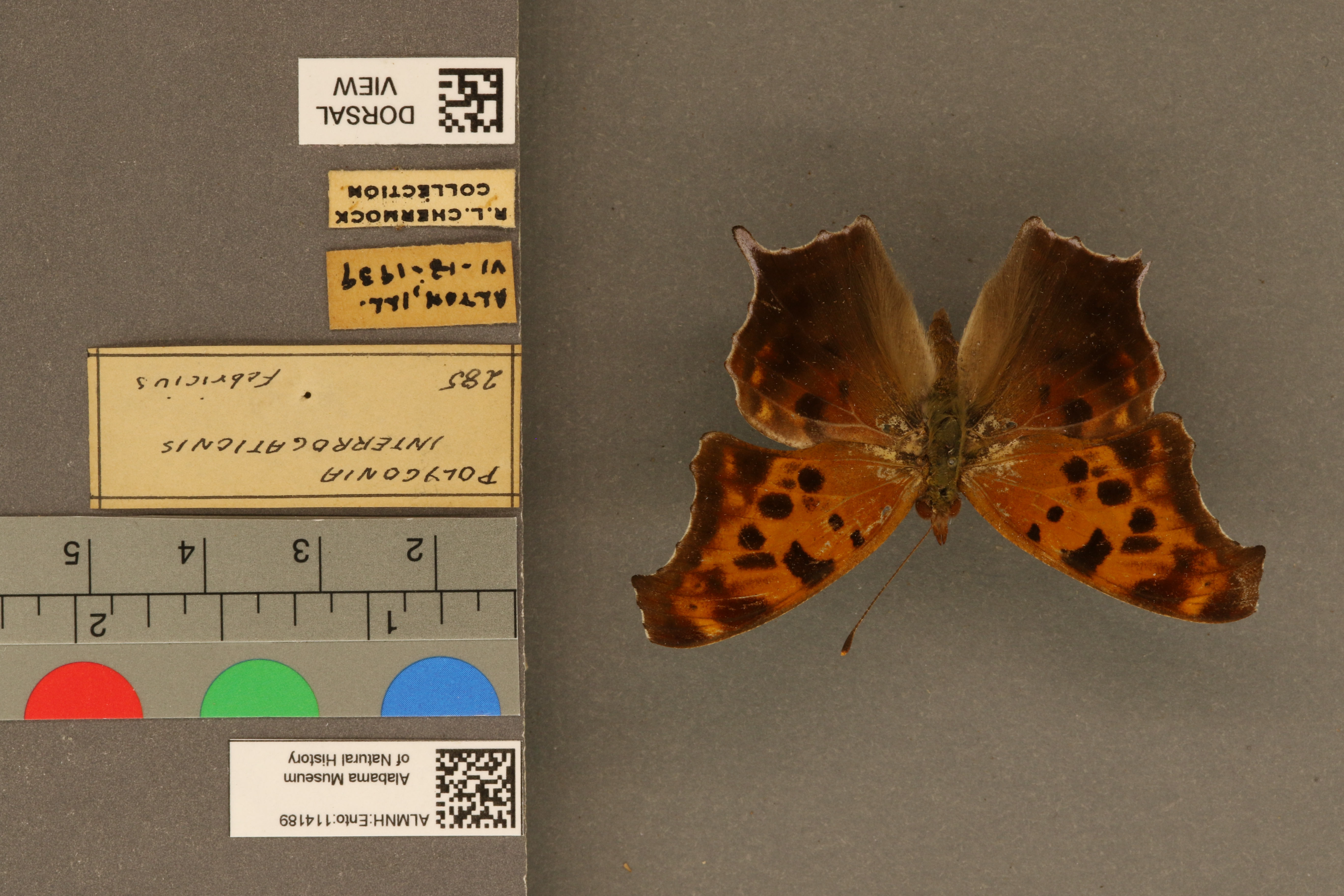 Polygonia interrogationis
