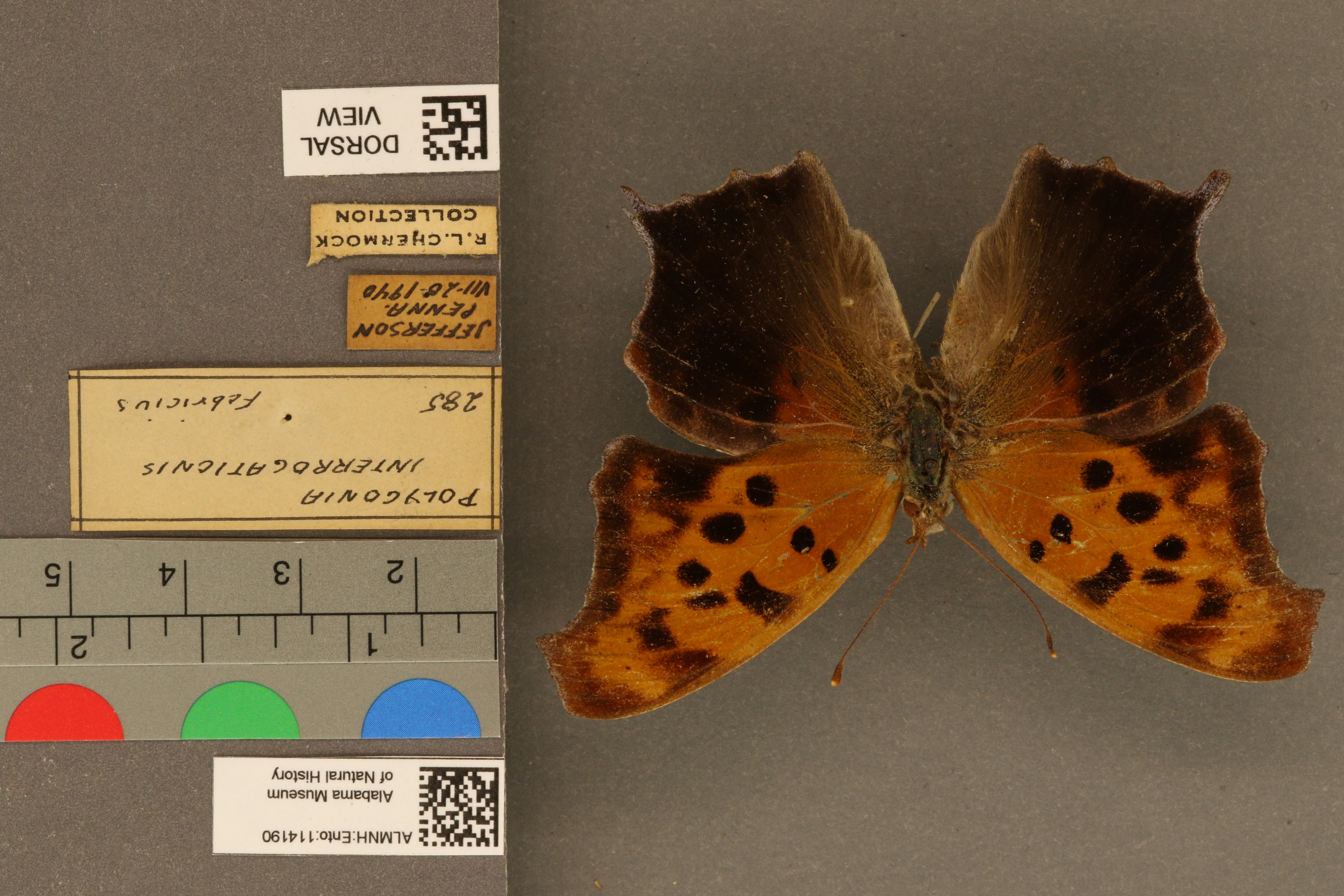 Polygonia interrogationis