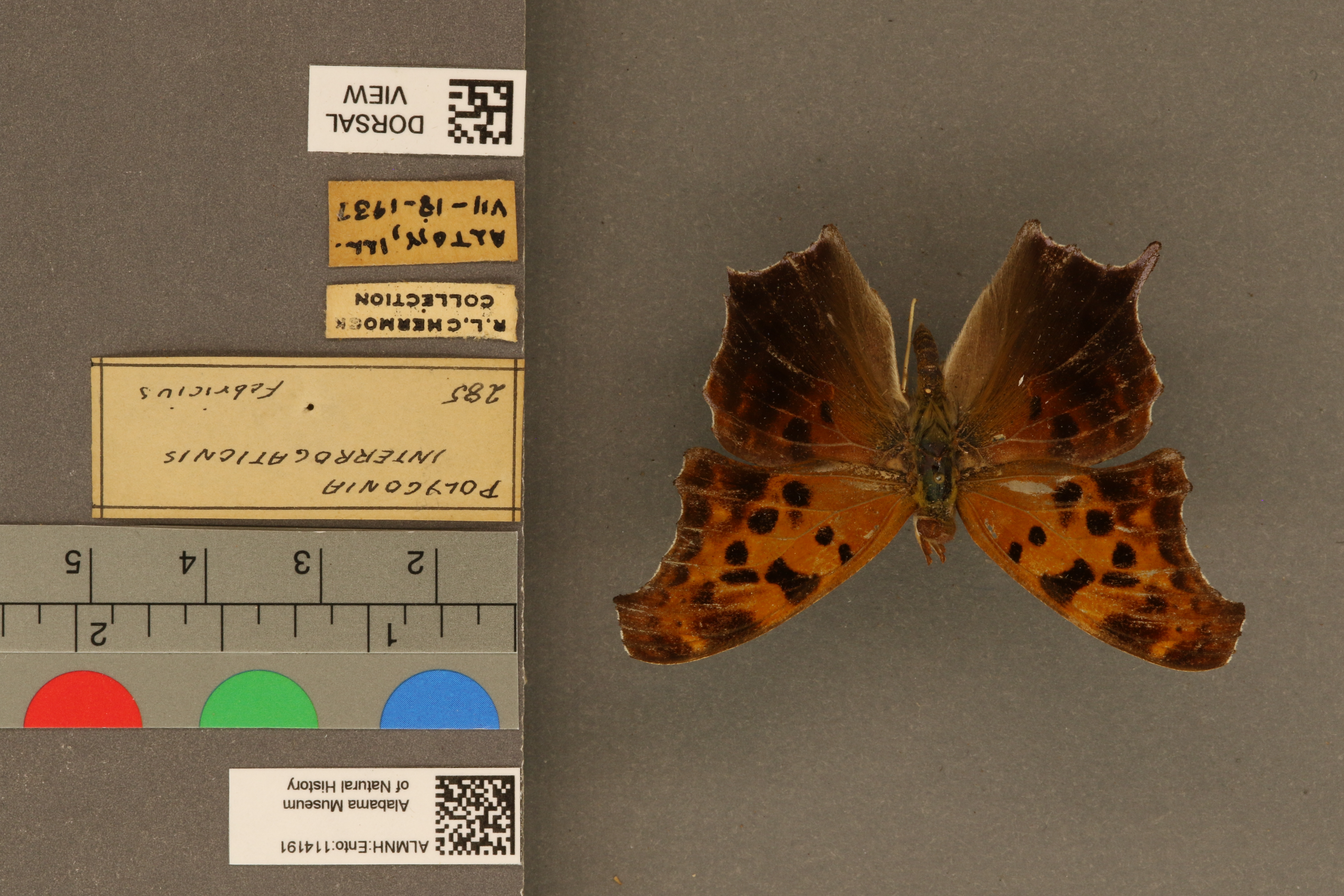 Polygonia interrogationis