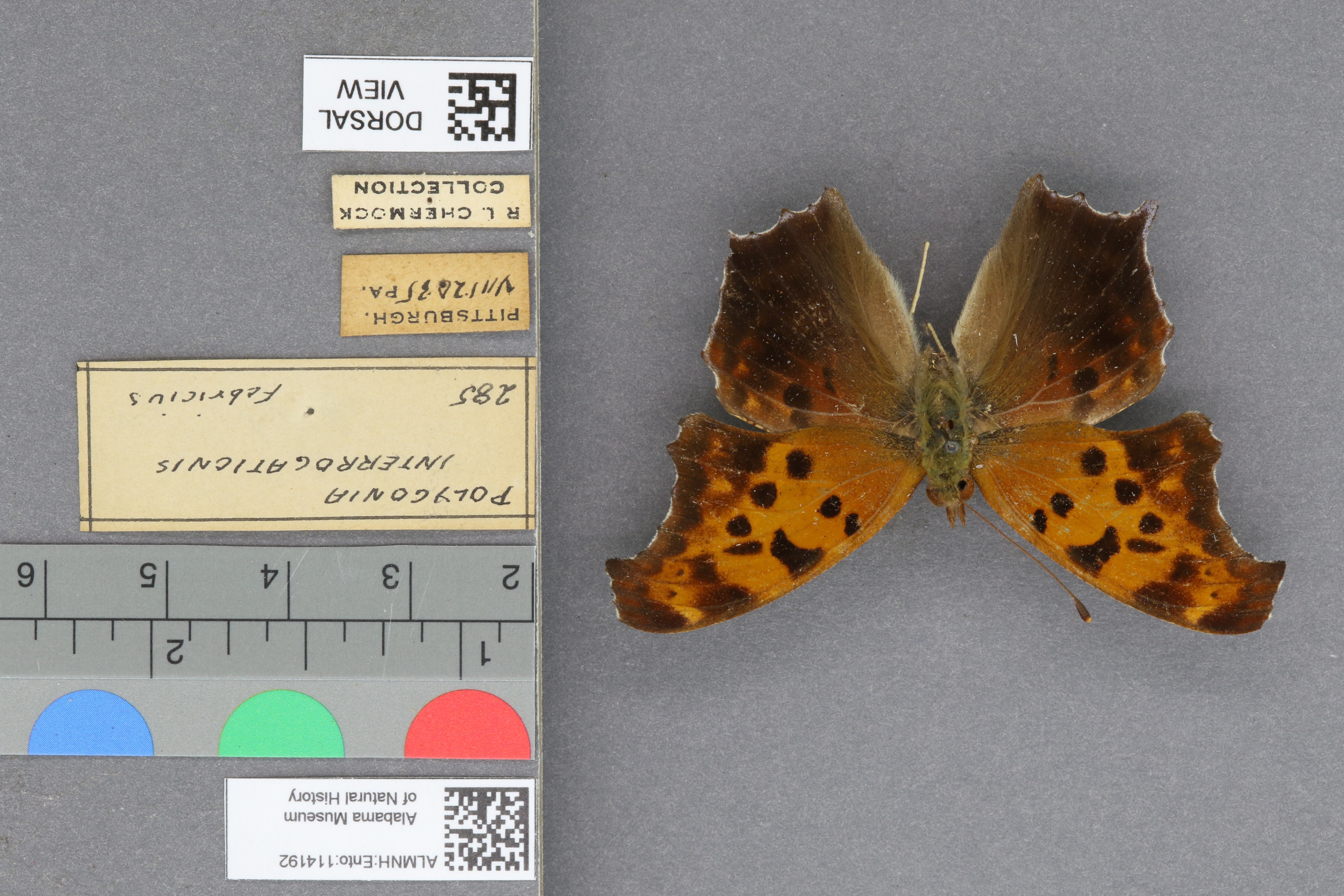 Polygonia interrogationis