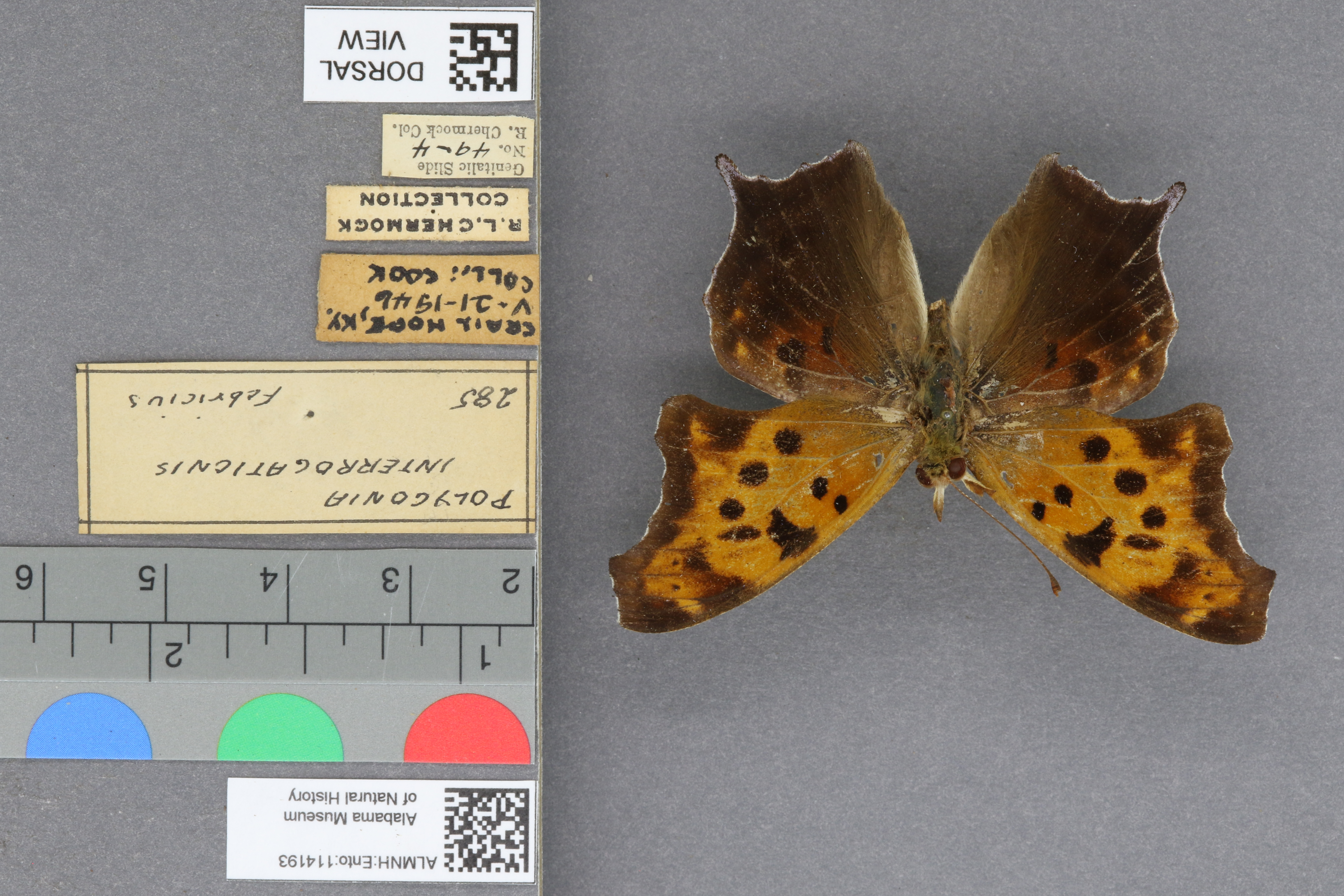 Polygonia interrogationis