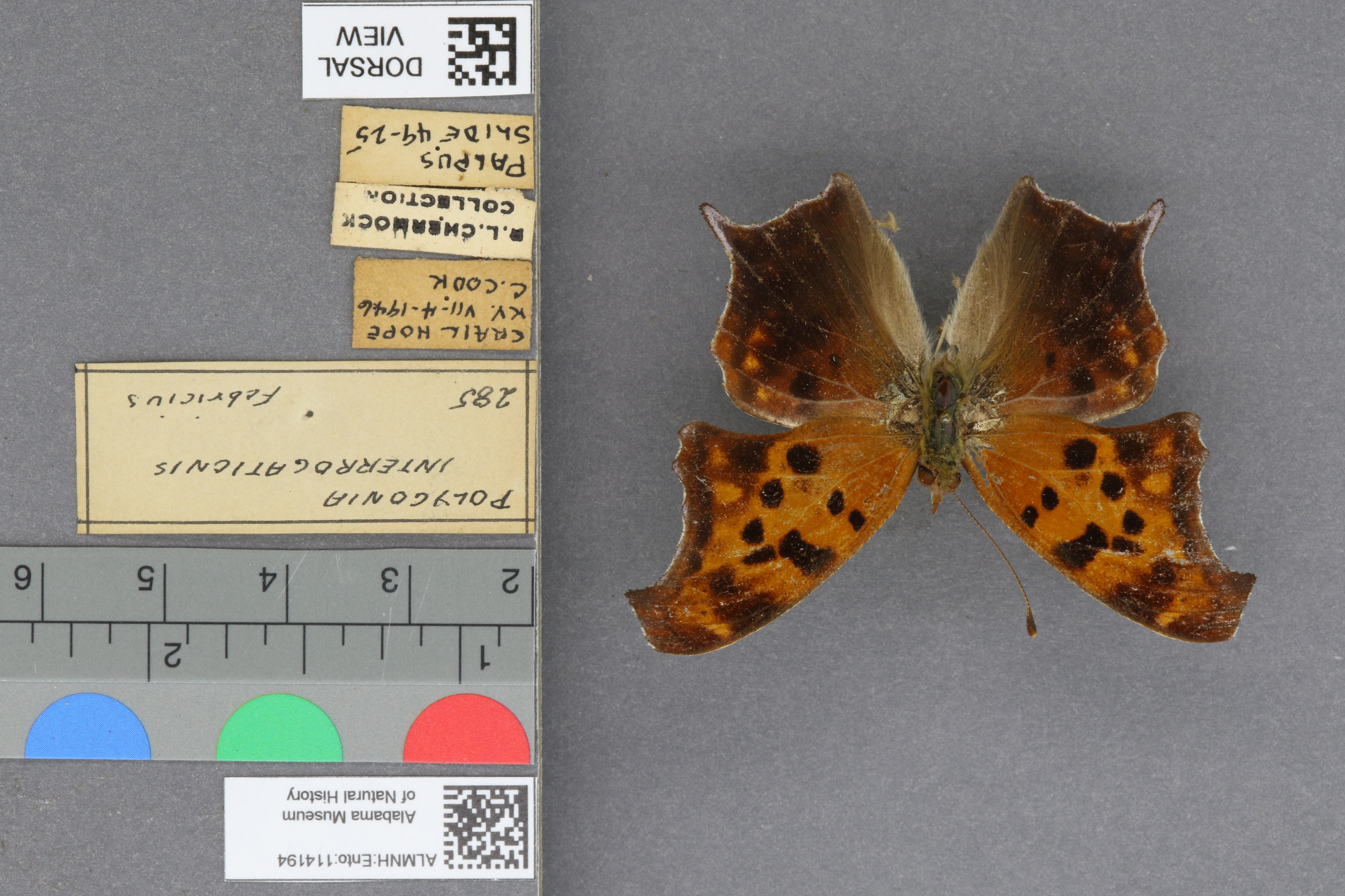 Polygonia interrogationis
