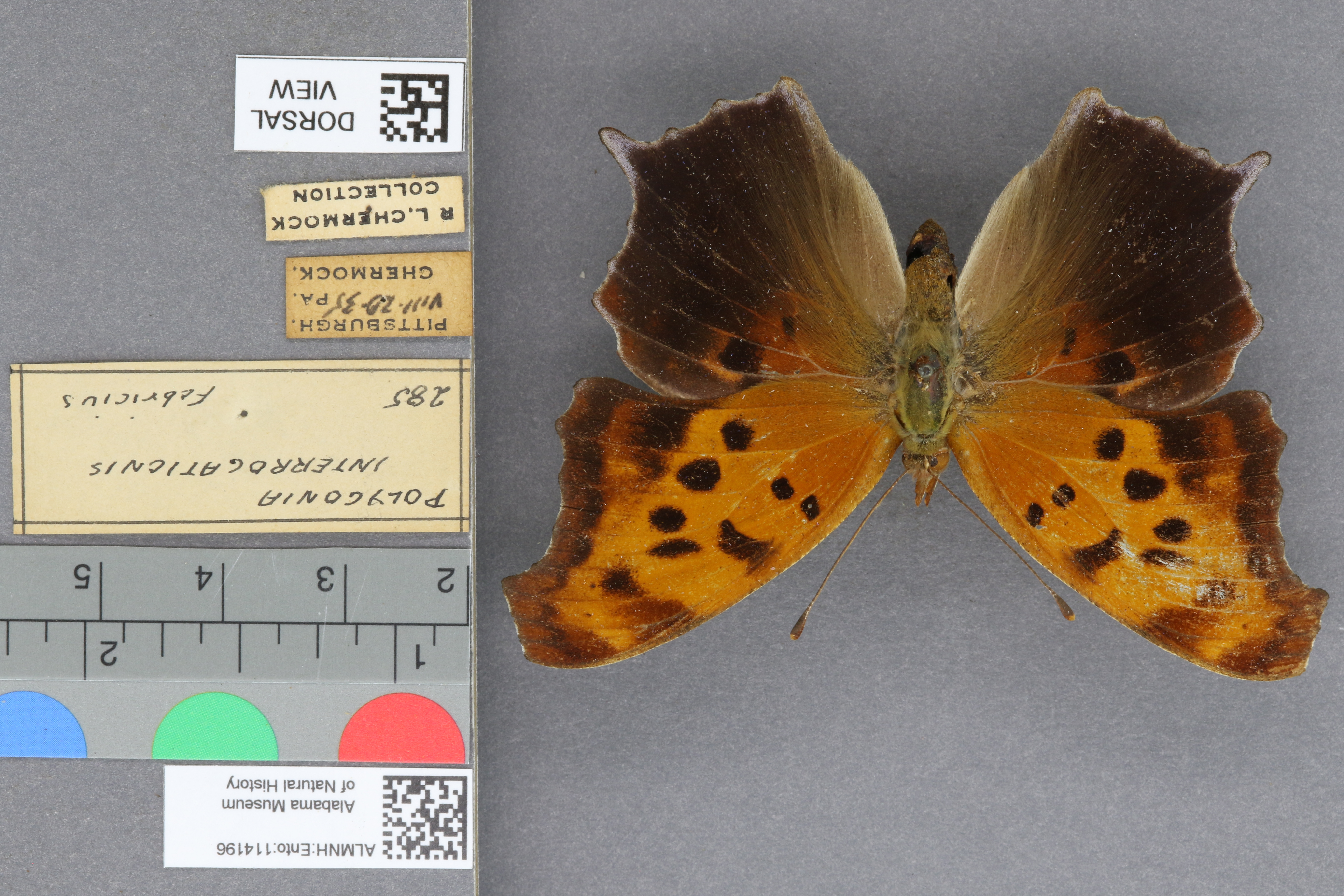Polygonia interrogationis