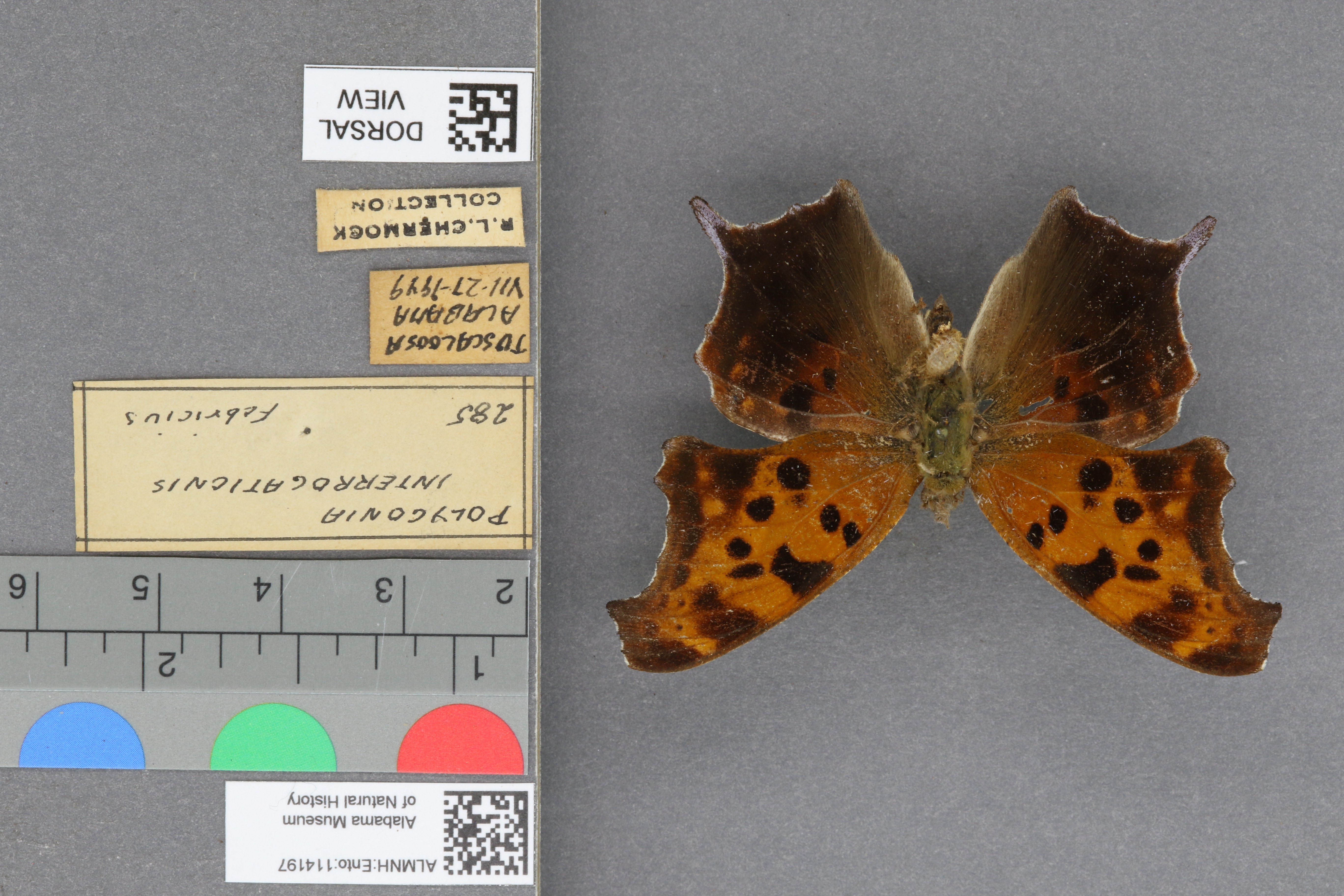 Polygonia interrogationis