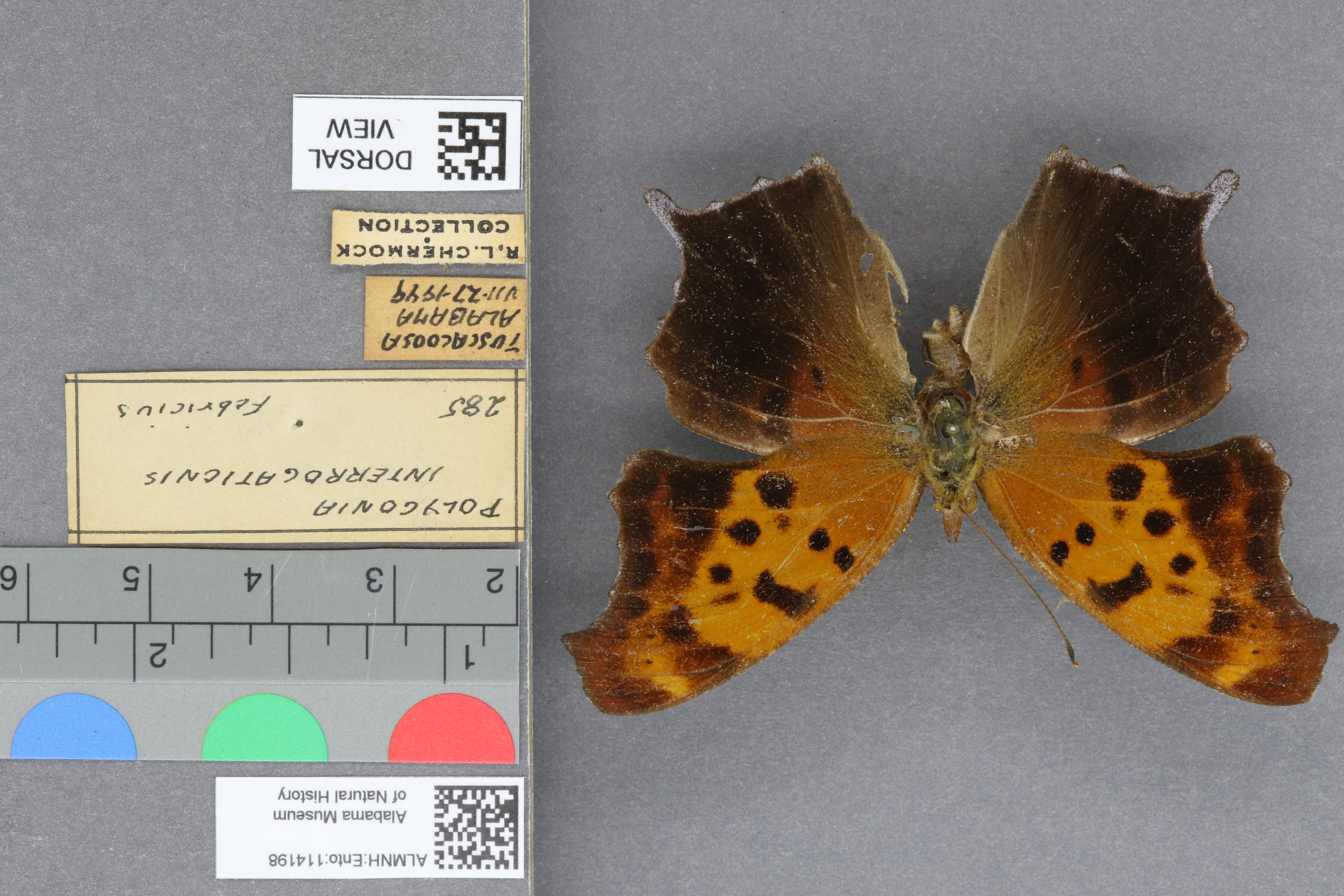 Polygonia interrogationis