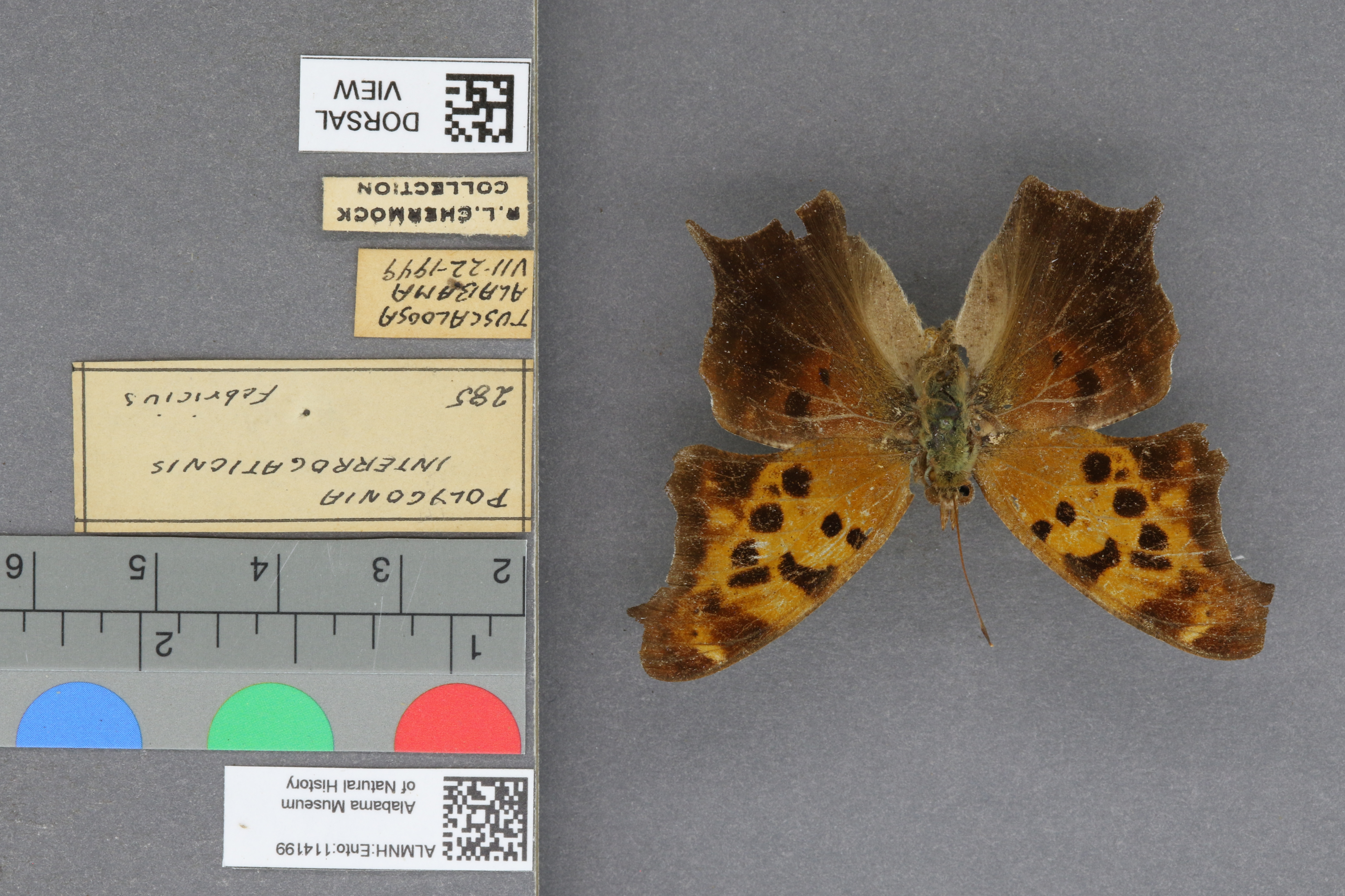 Polygonia interrogationis