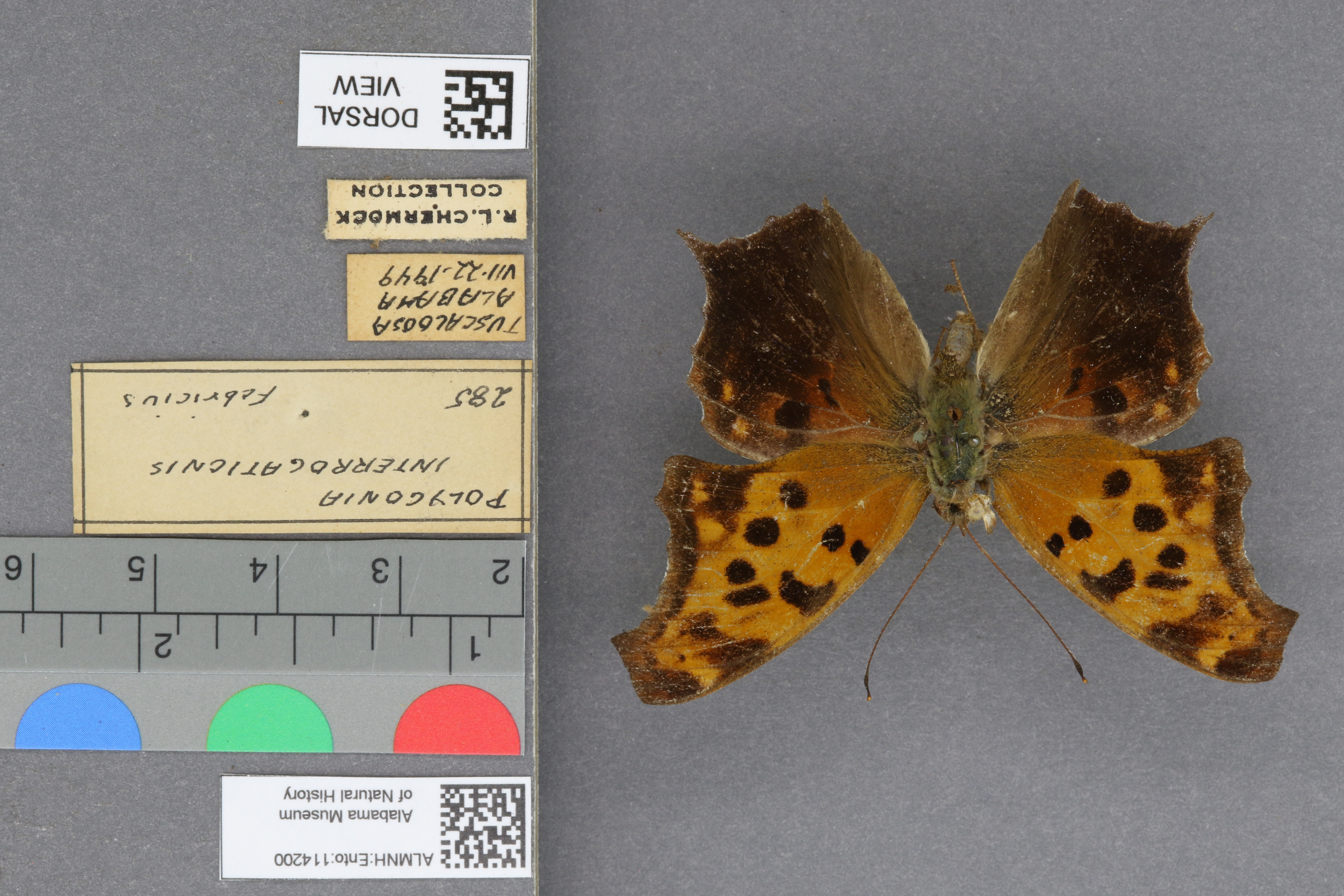 Polygonia interrogationis