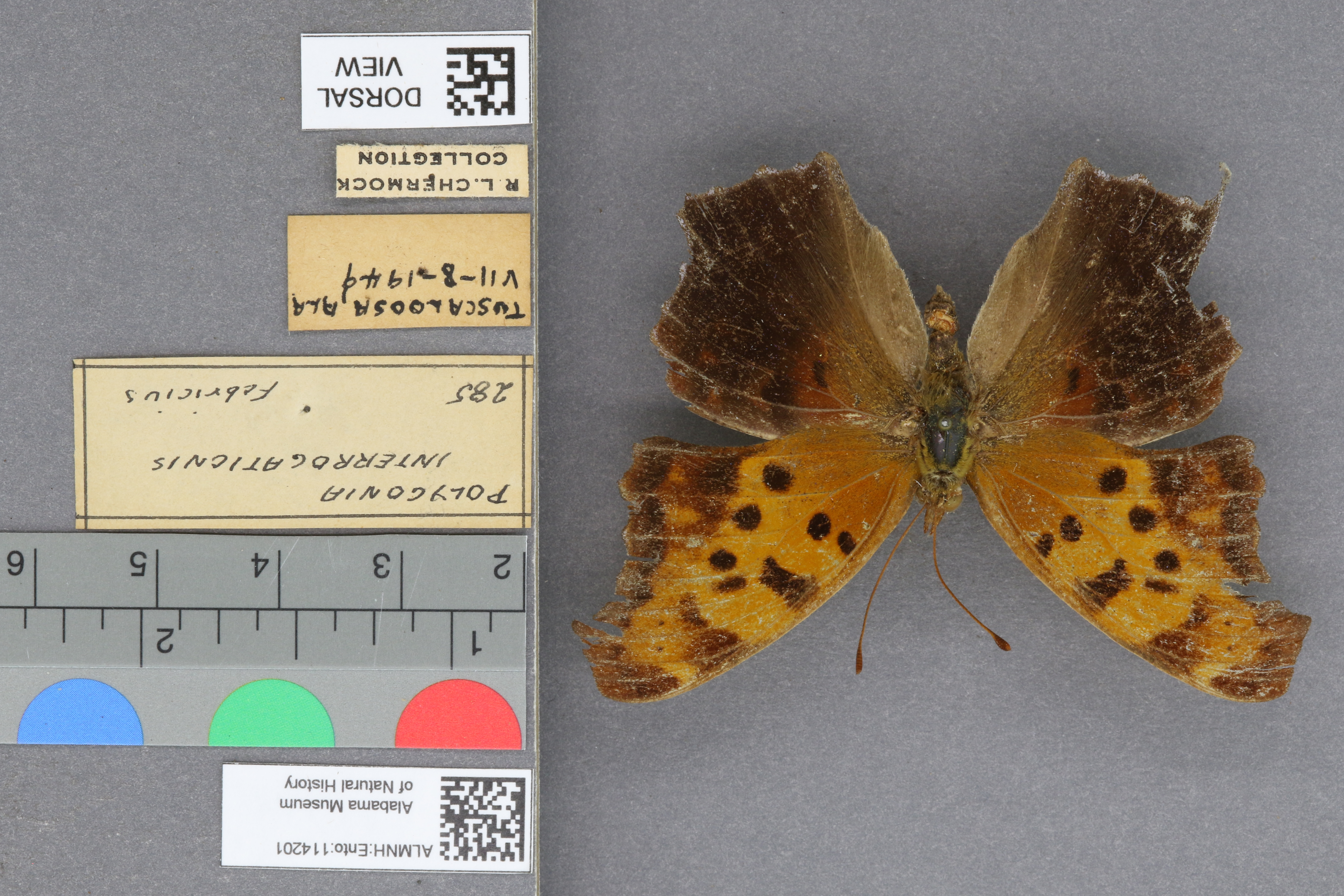 Polygonia interrogationis
