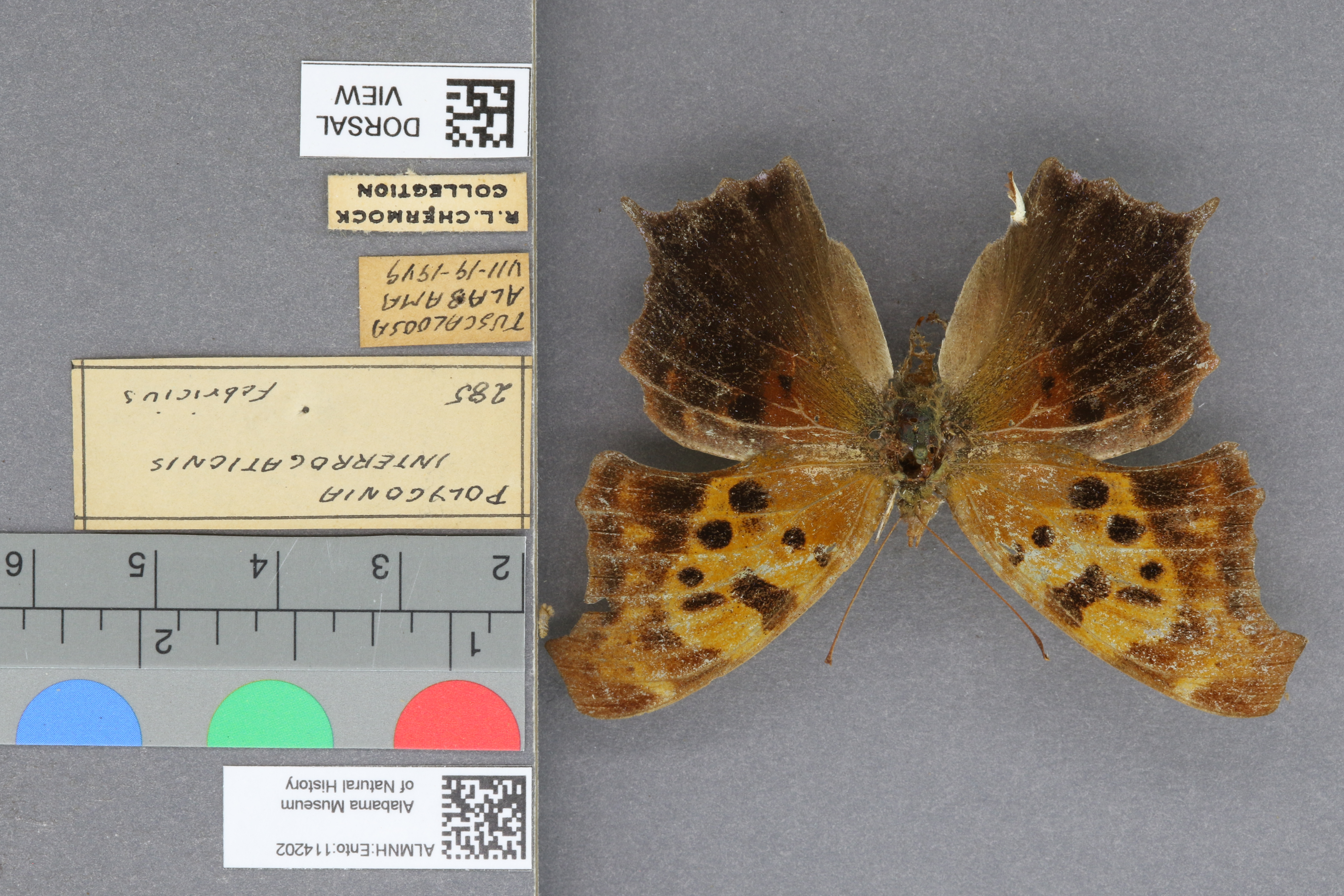 Polygonia interrogationis