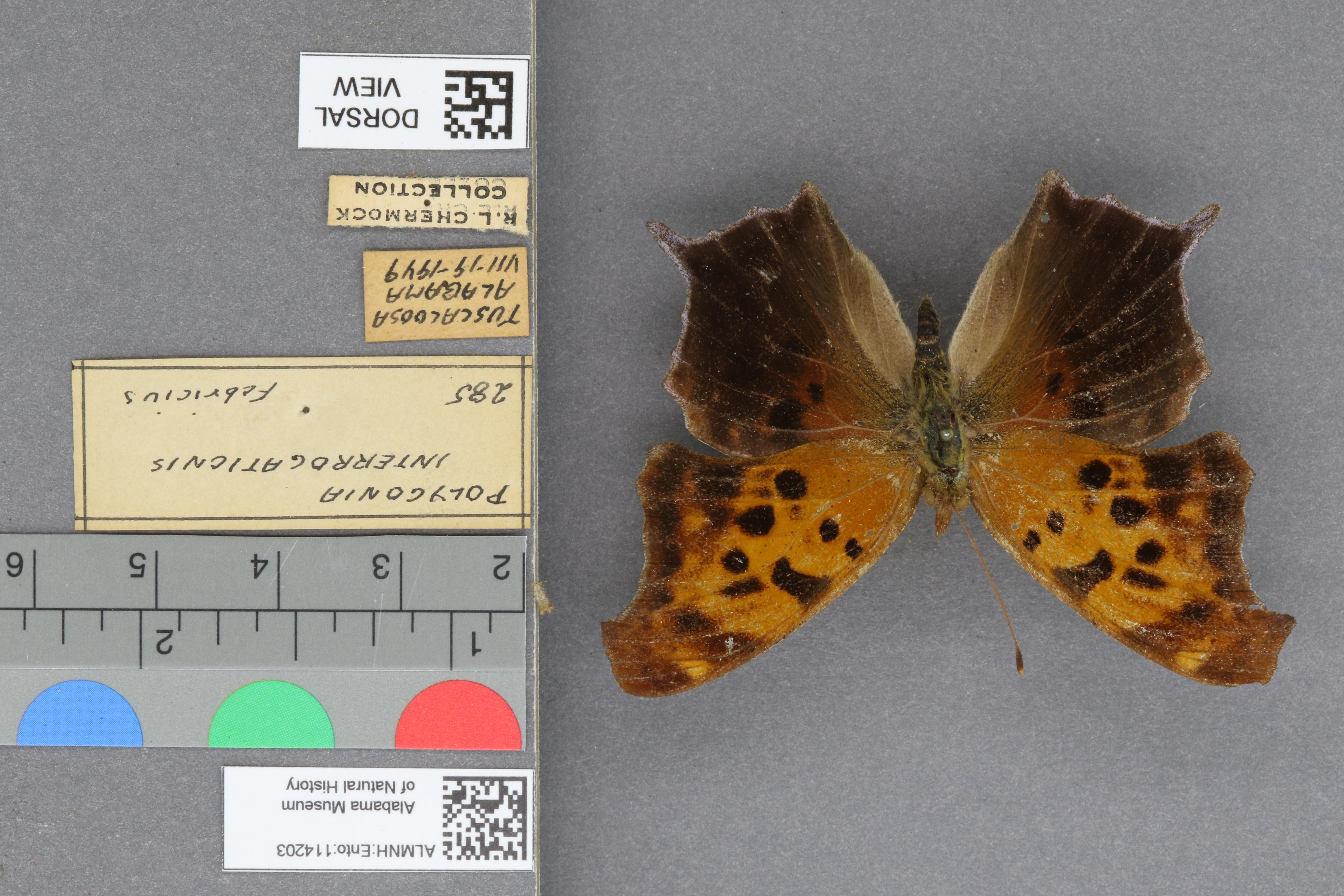 Polygonia interrogationis