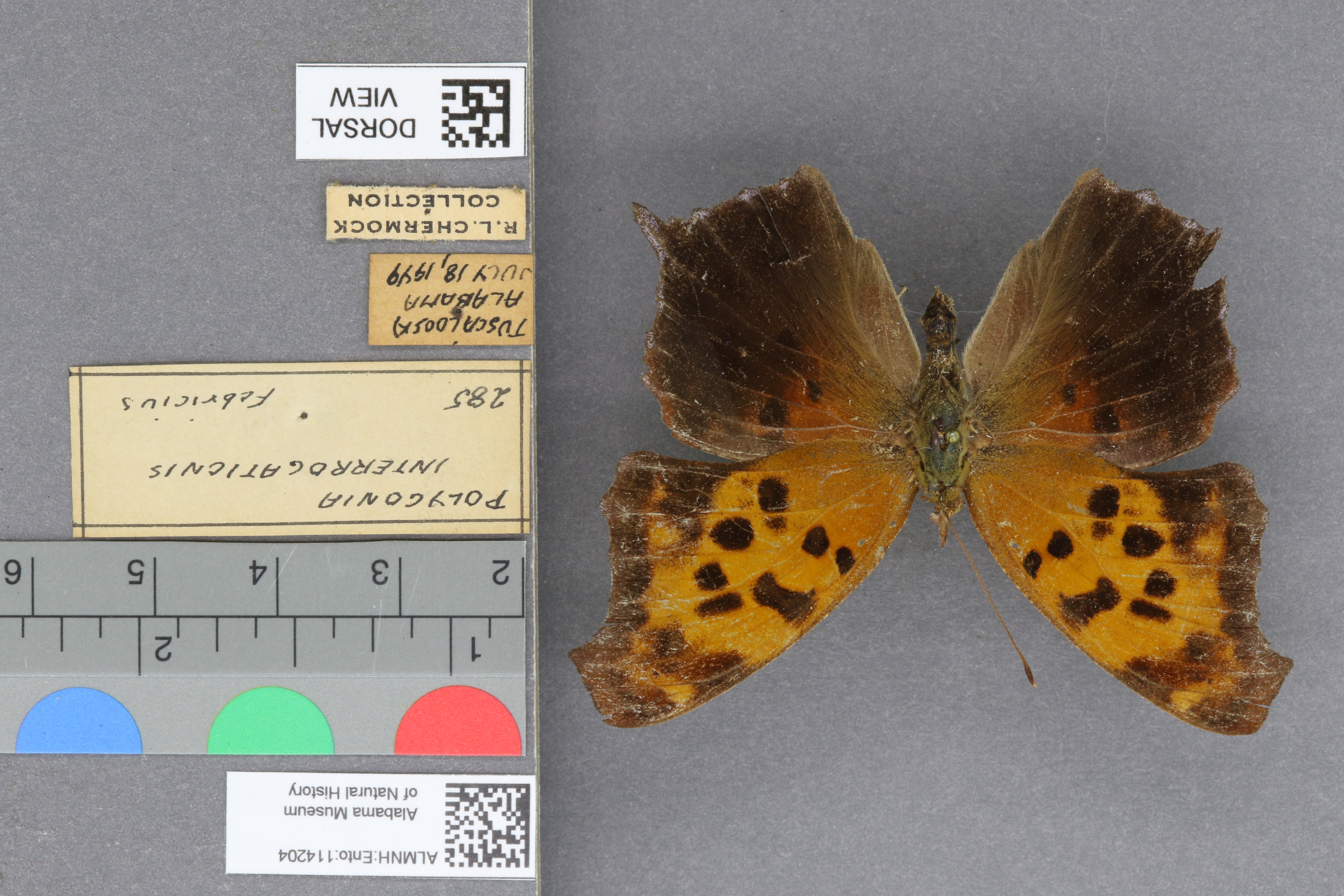 Polygonia interrogationis