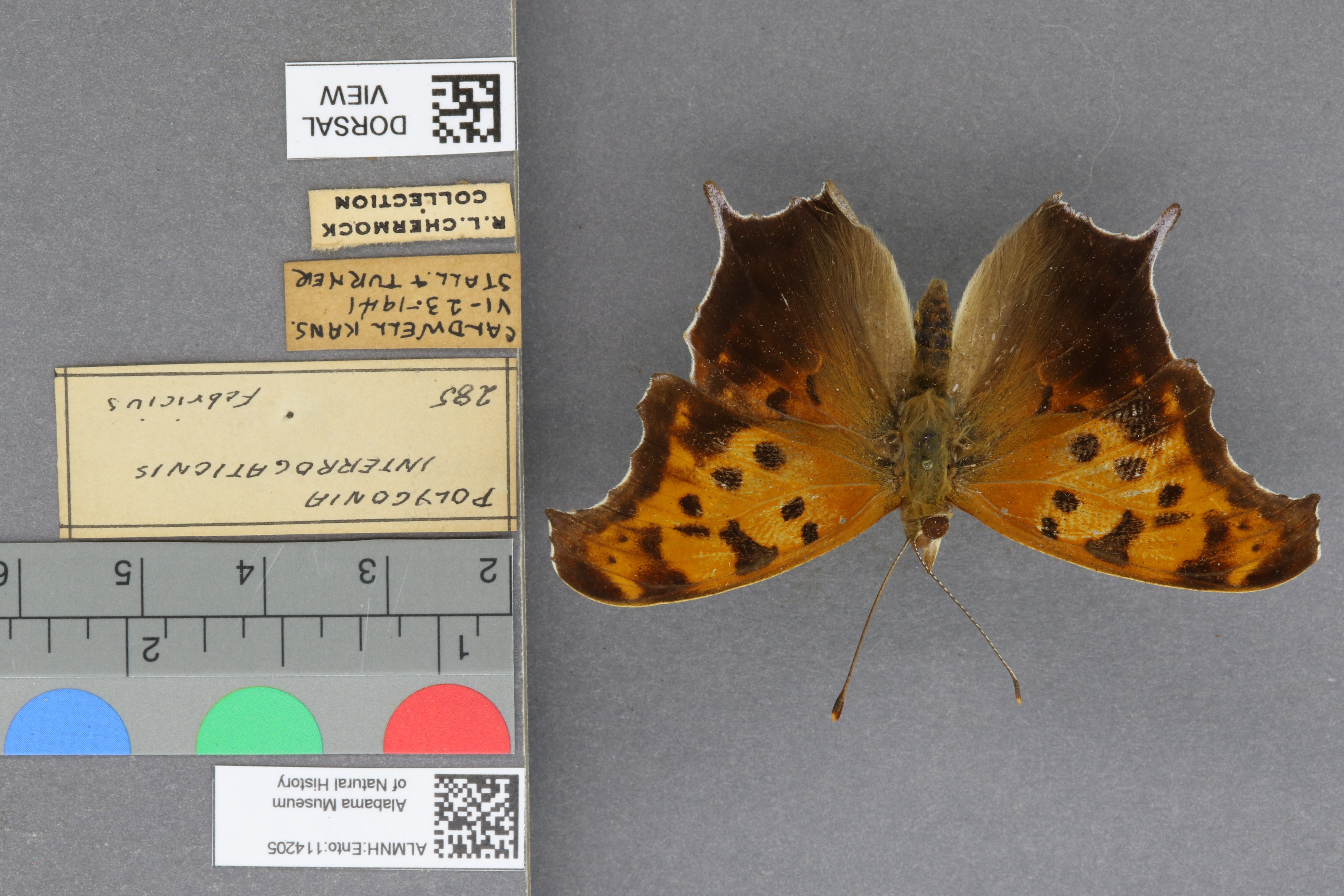 Polygonia interrogationis