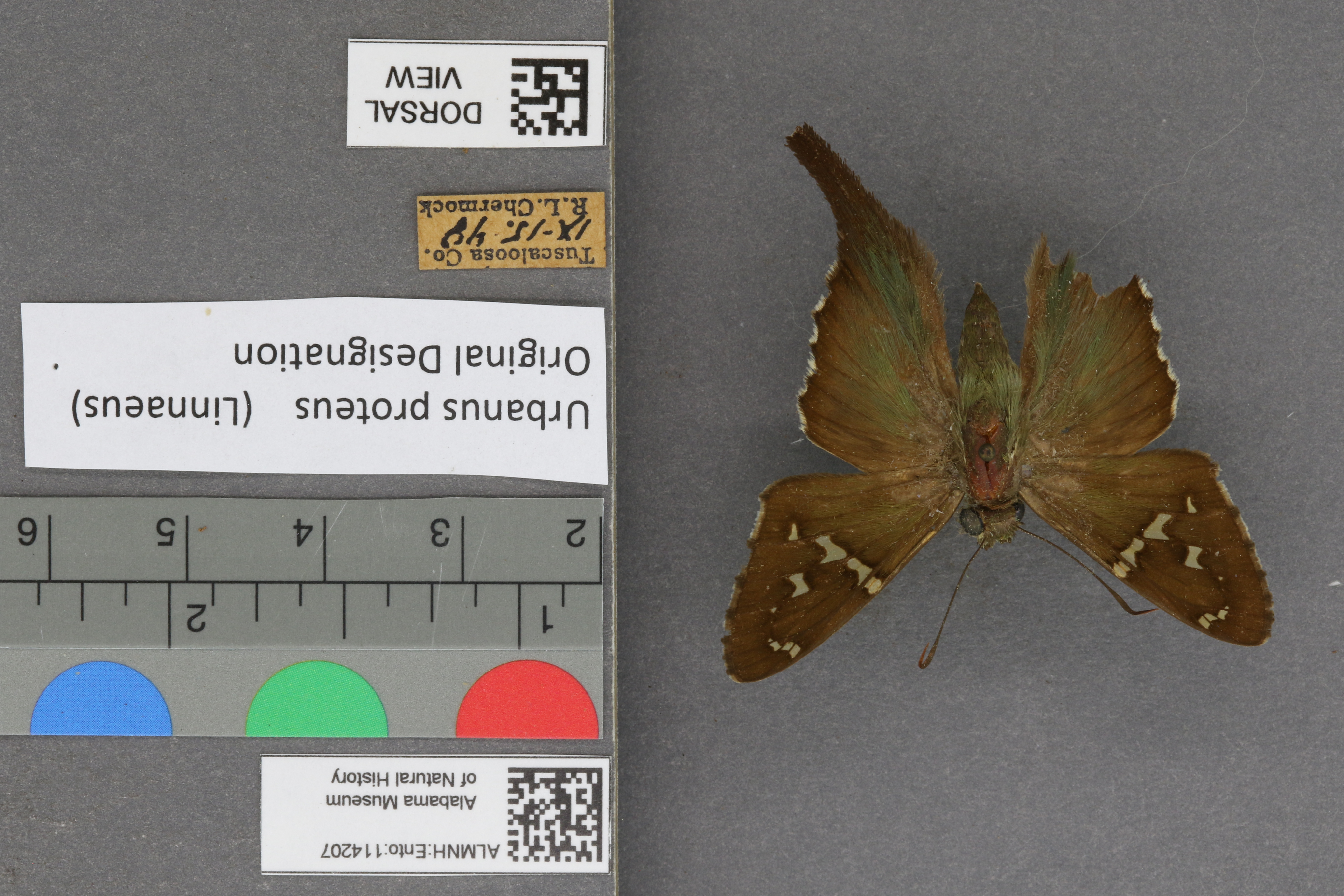 Urbanus proteus