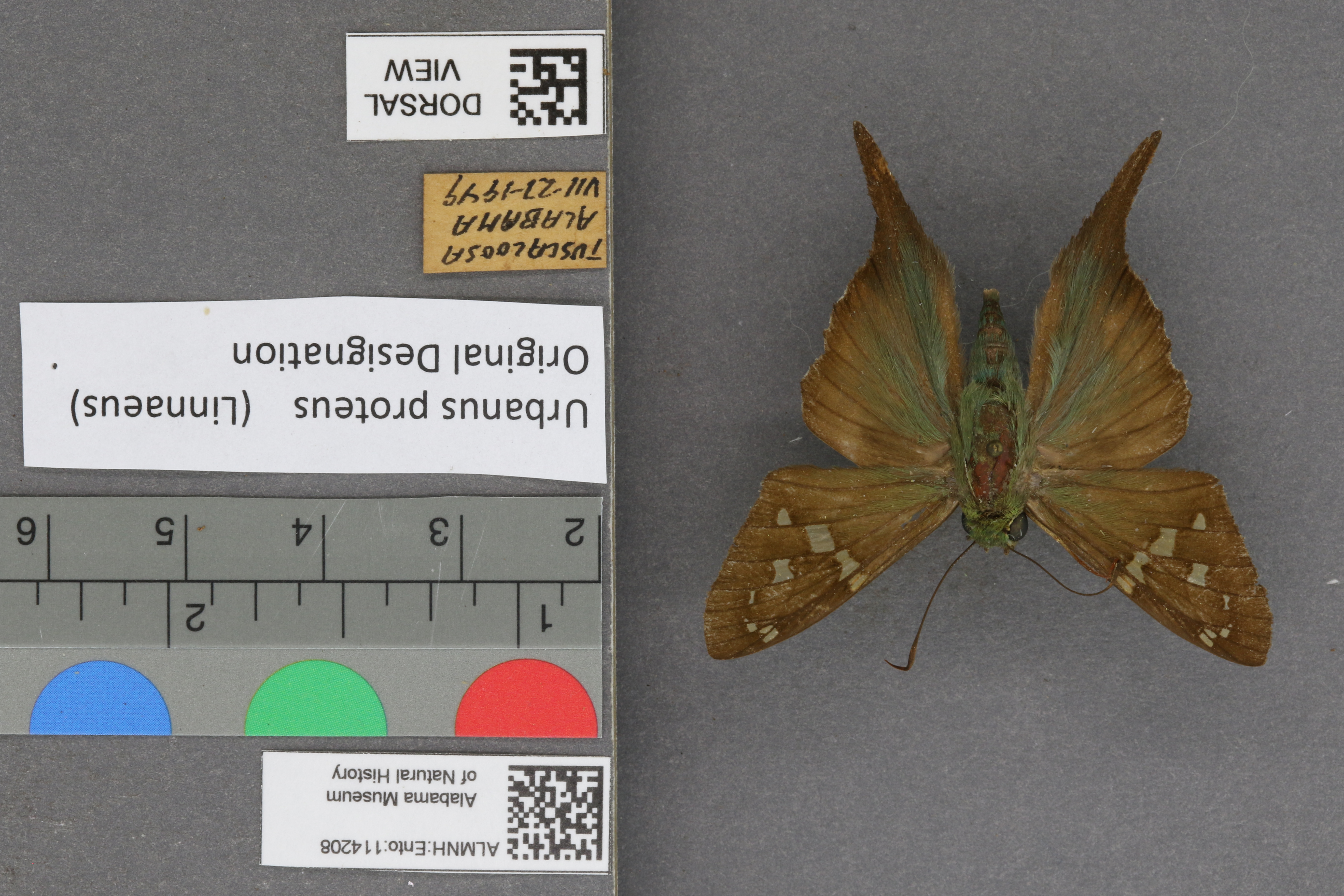 Urbanus proteus