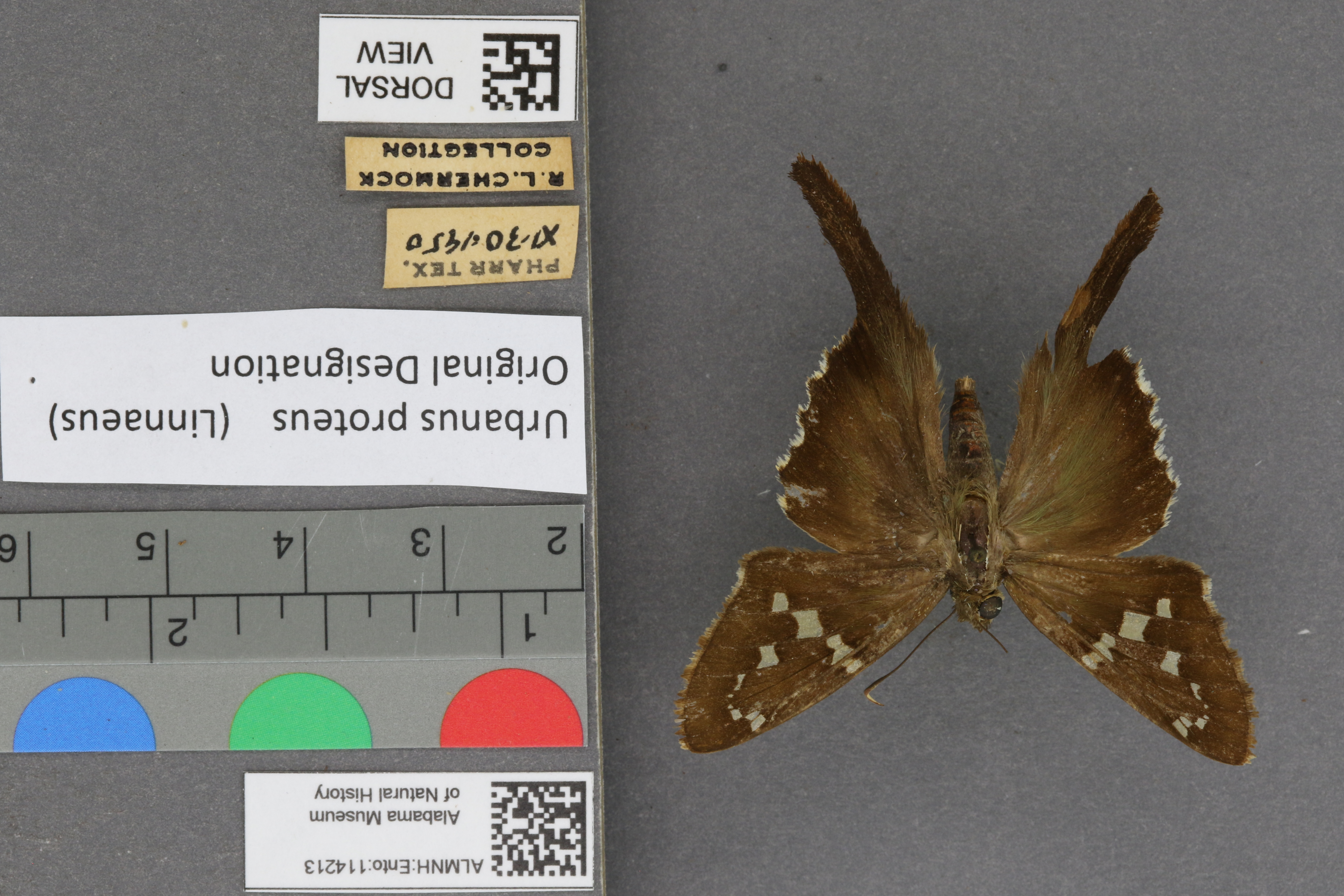 Urbanus proteus