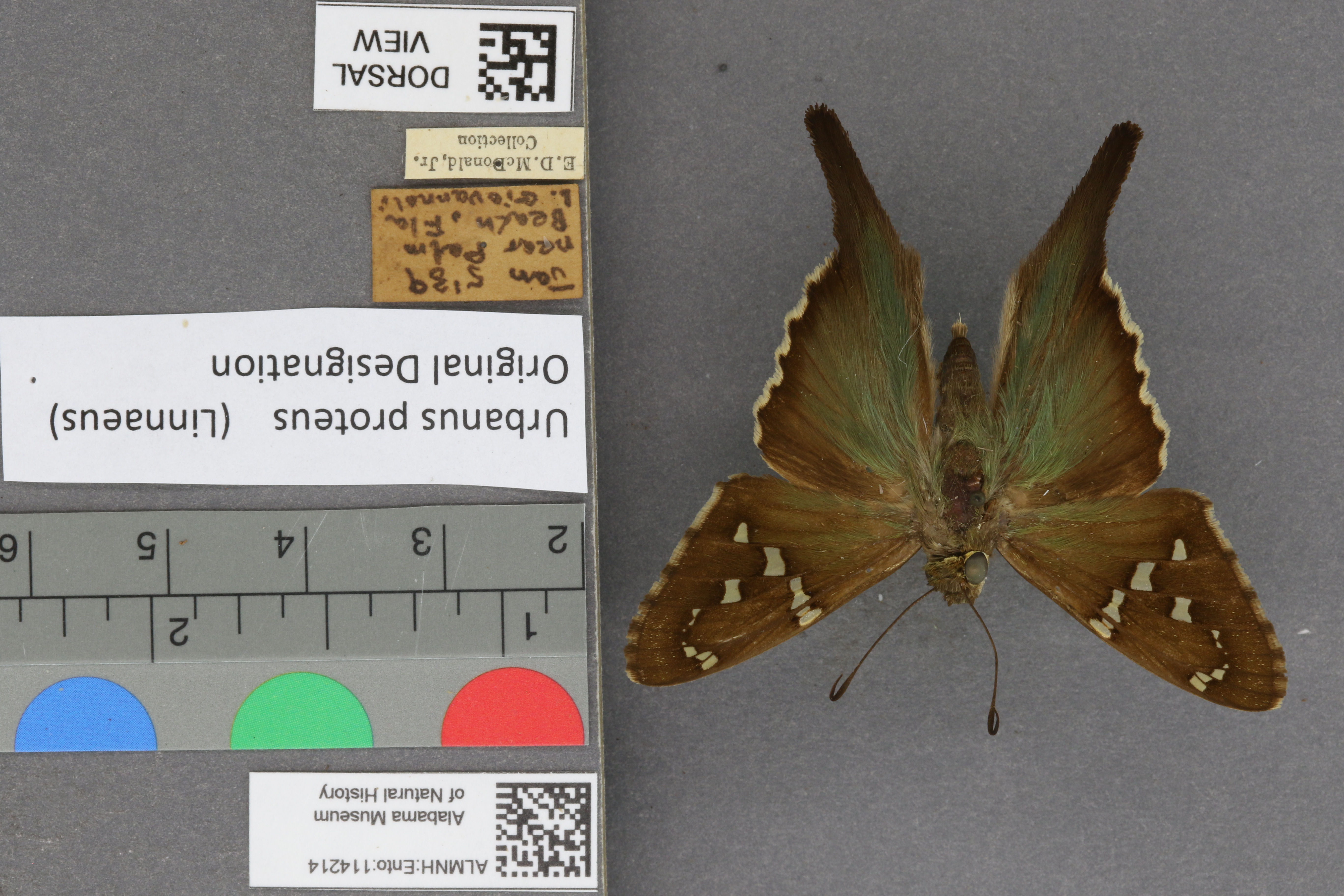Urbanus proteus