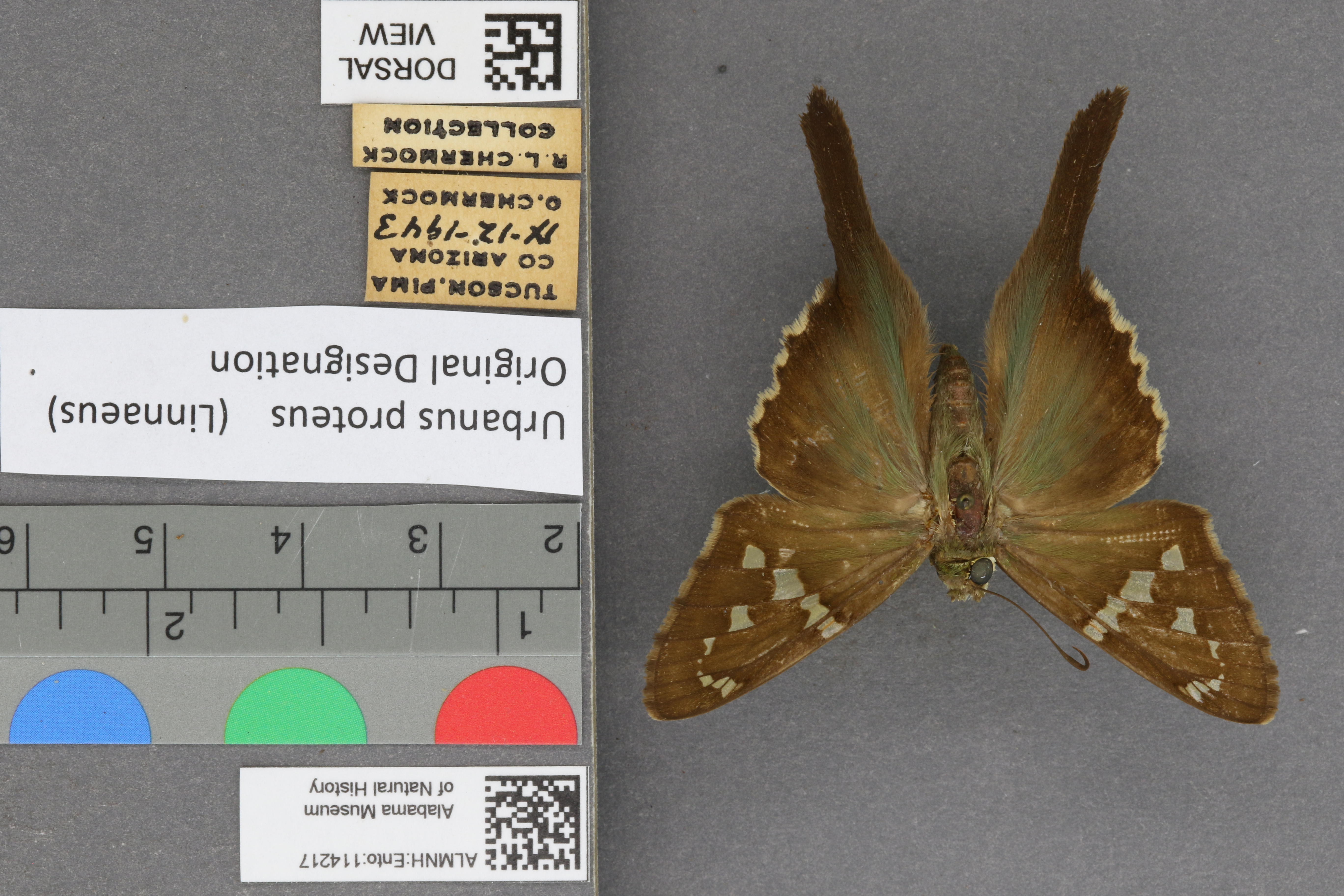 Urbanus proteus
