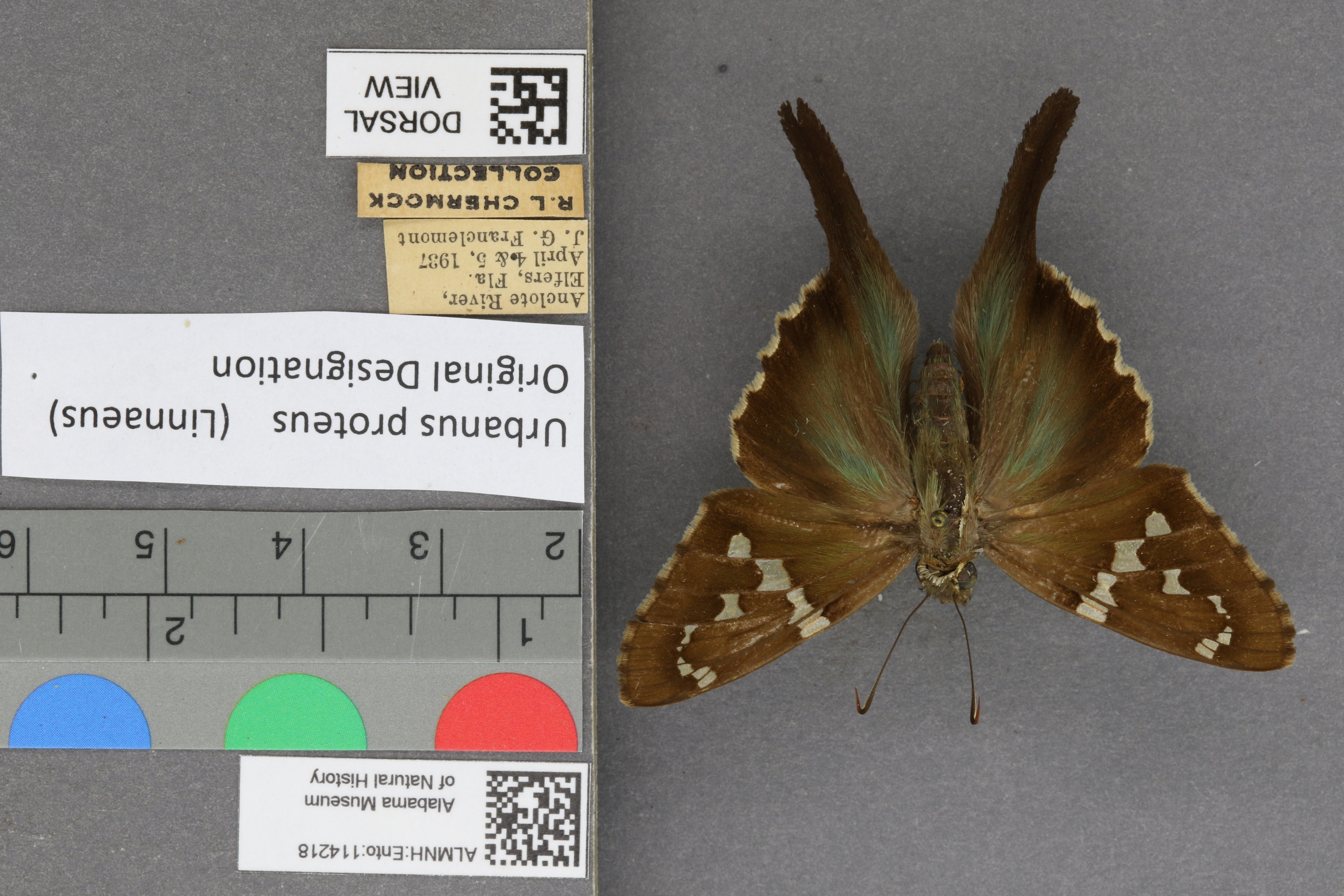 Urbanus proteus
