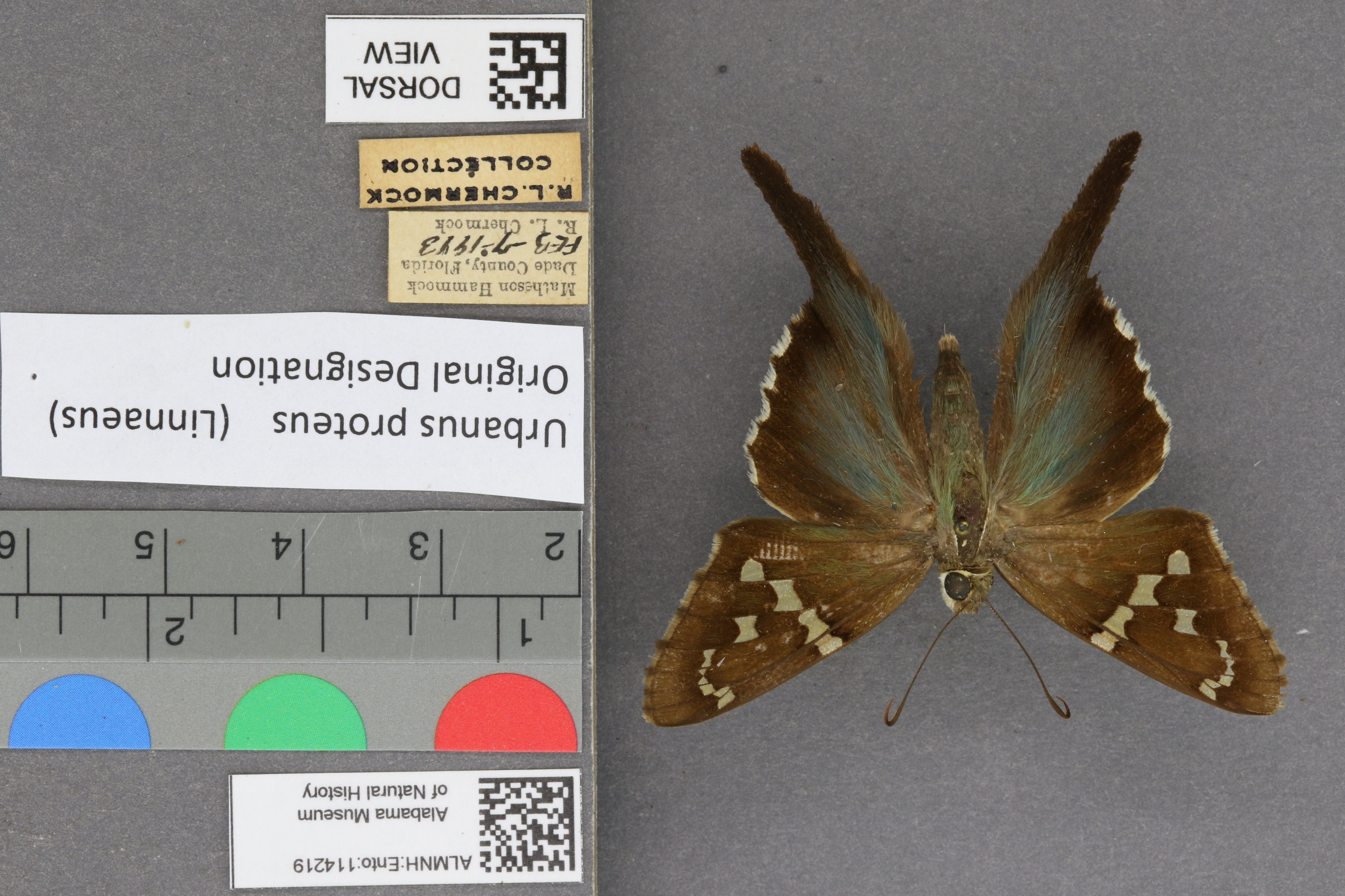 Urbanus proteus