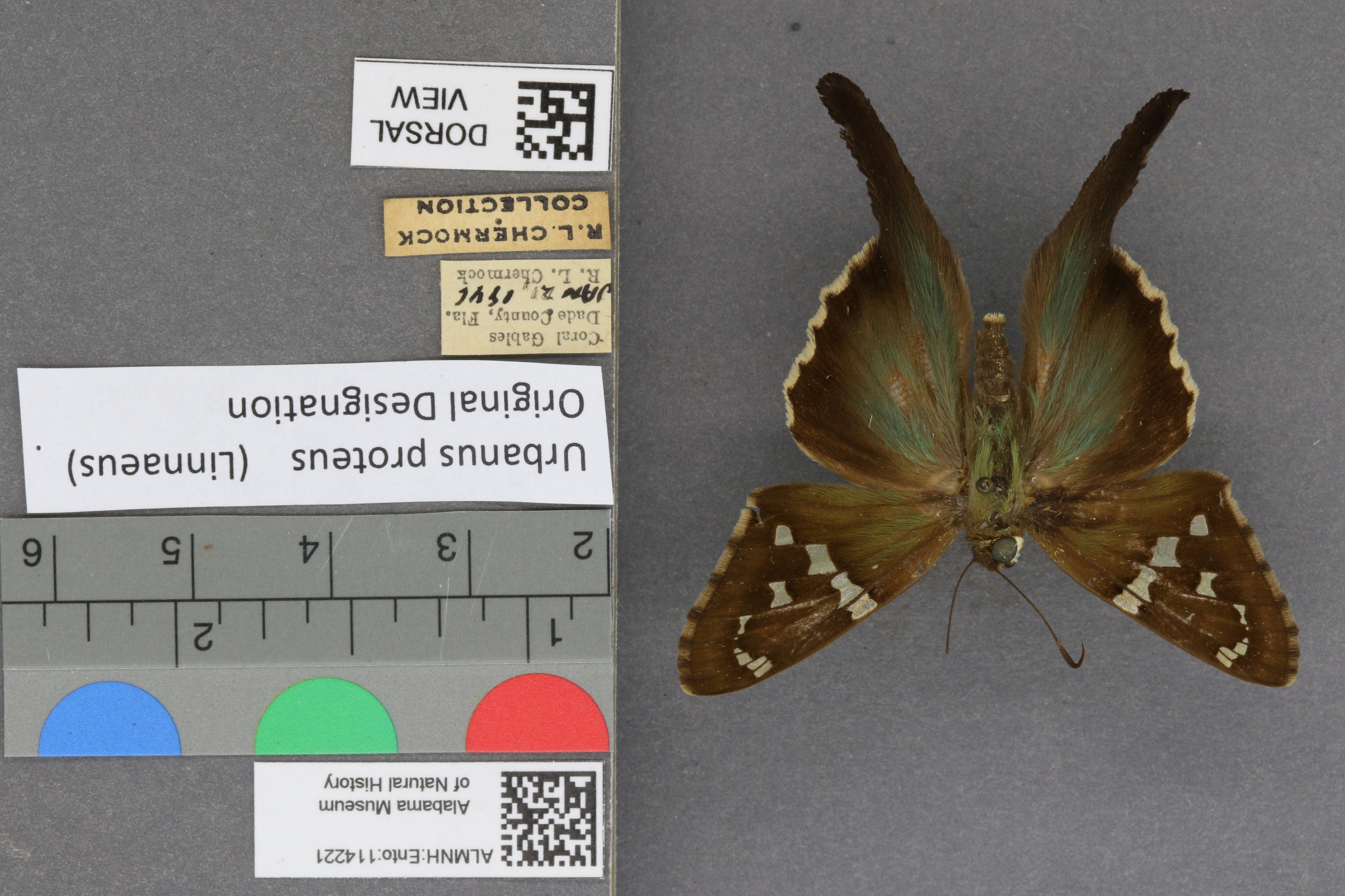Urbanus proteus