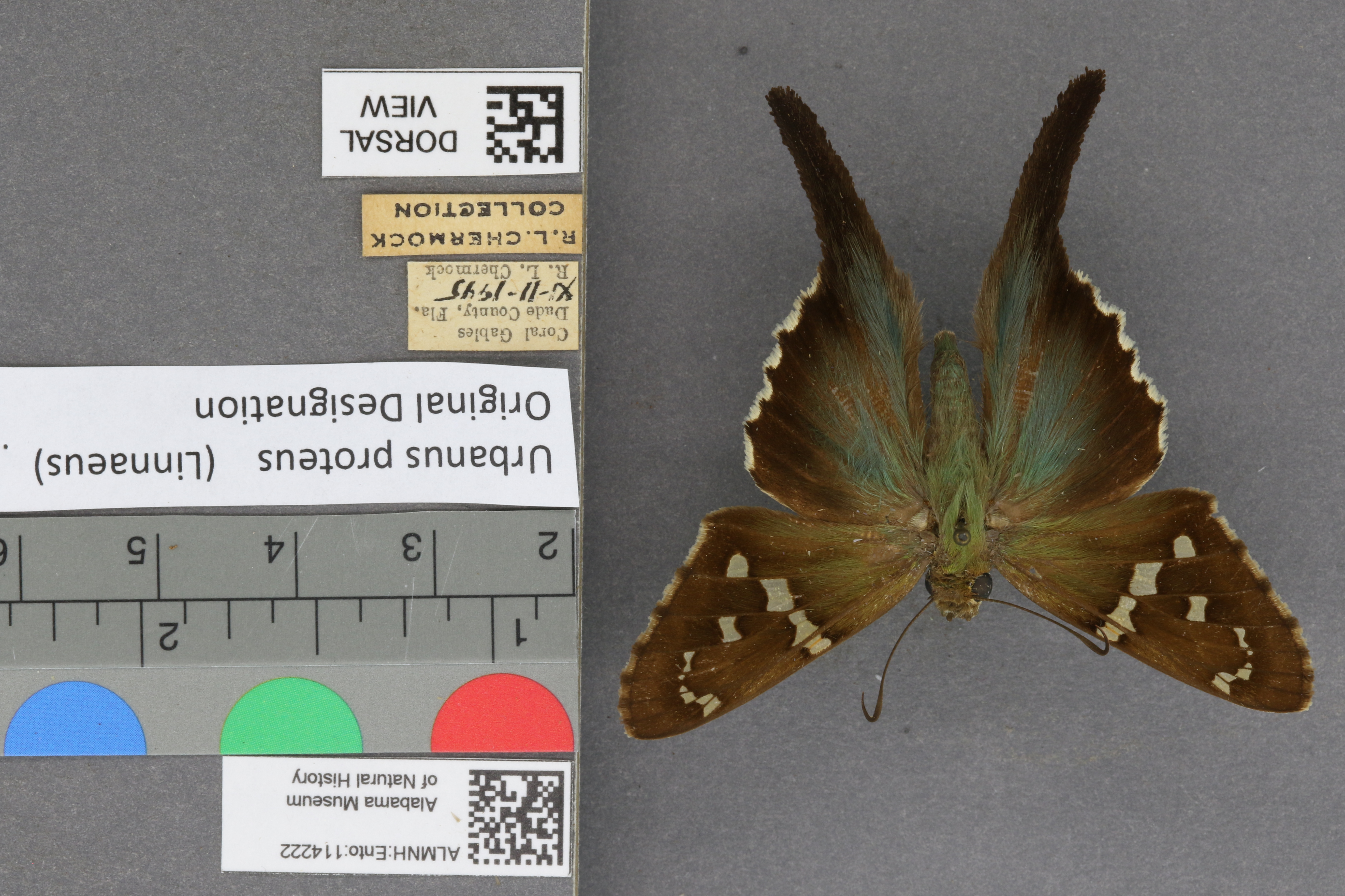 Urbanus proteus