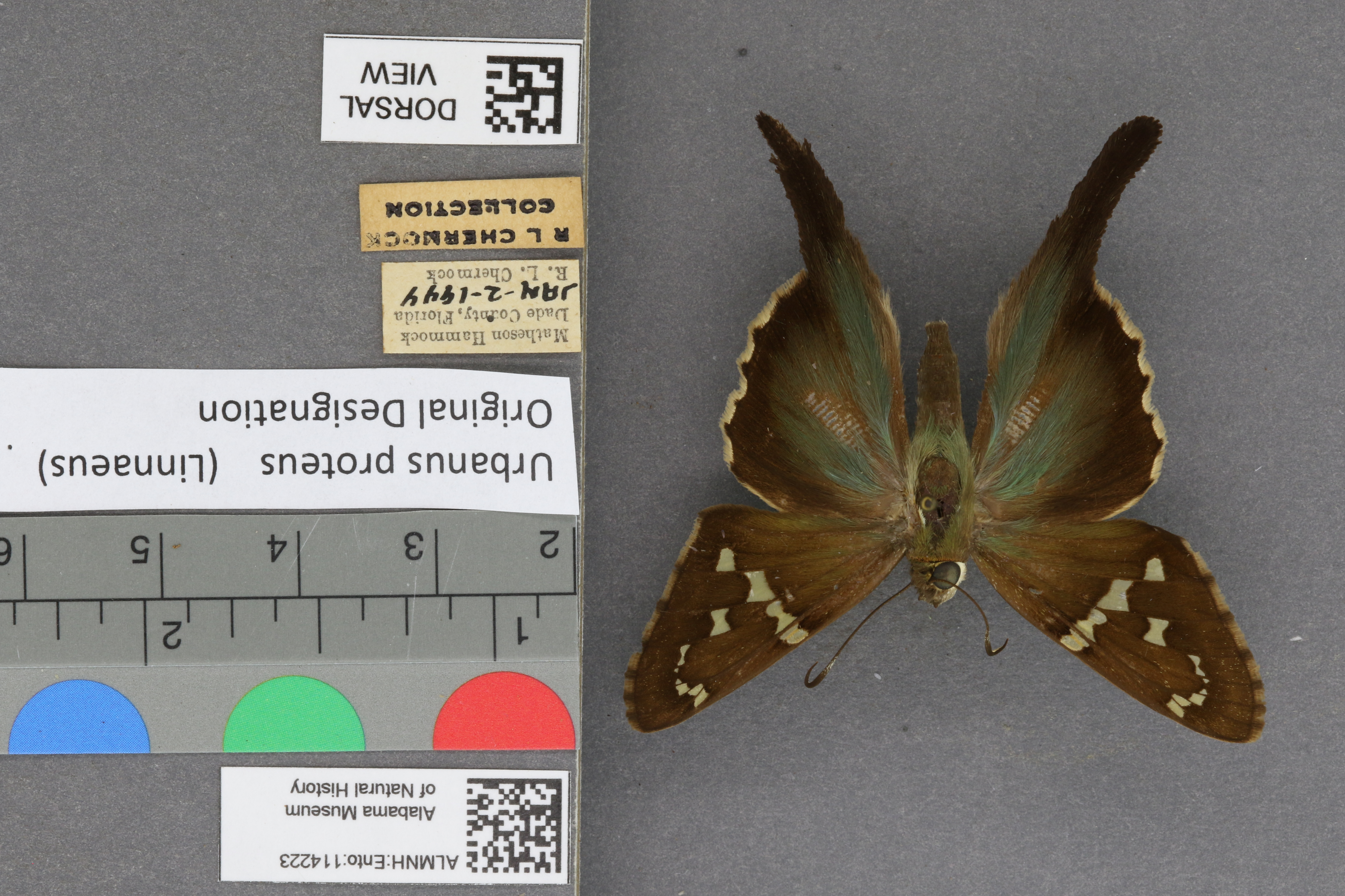 Urbanus proteus
