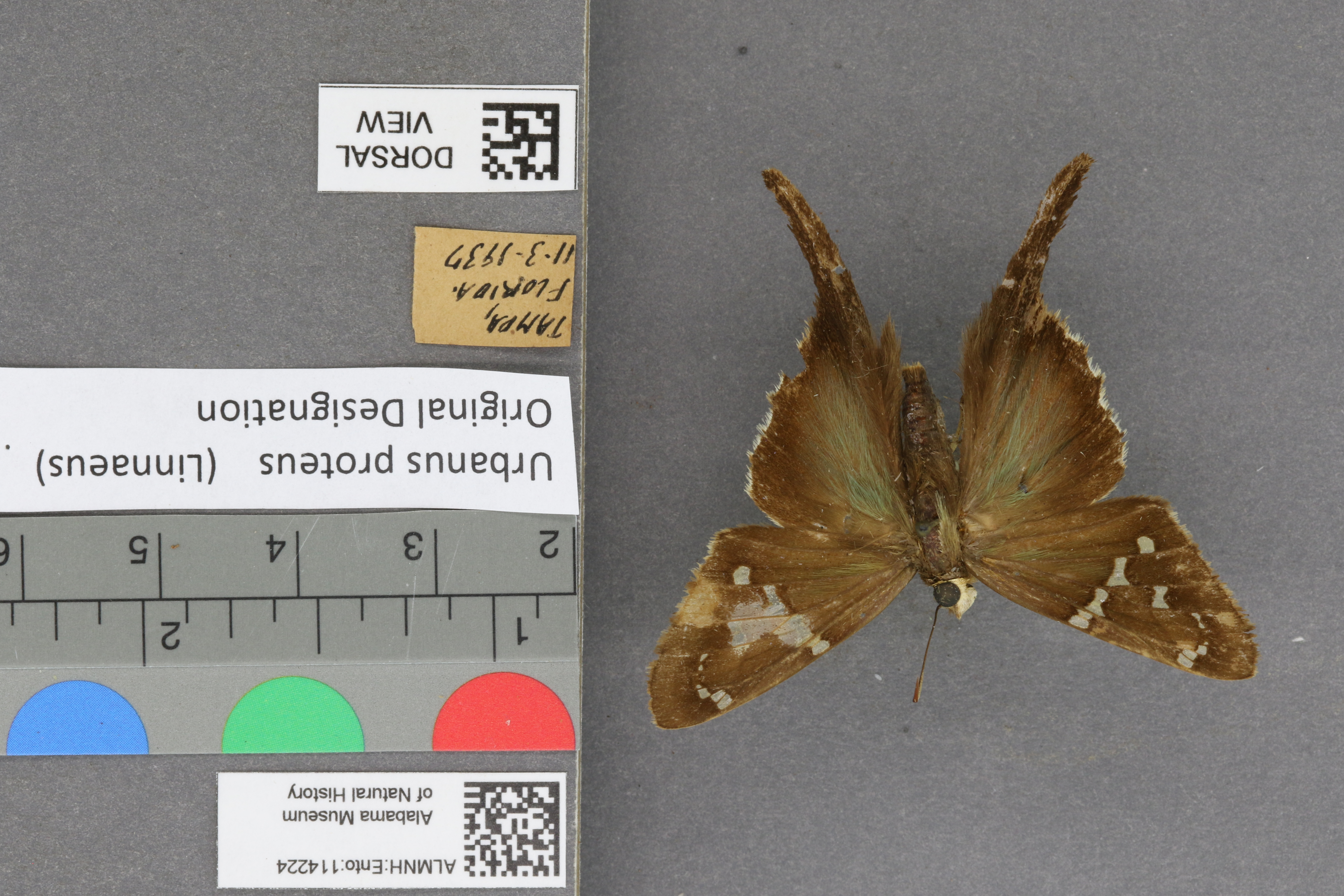 Urbanus proteus