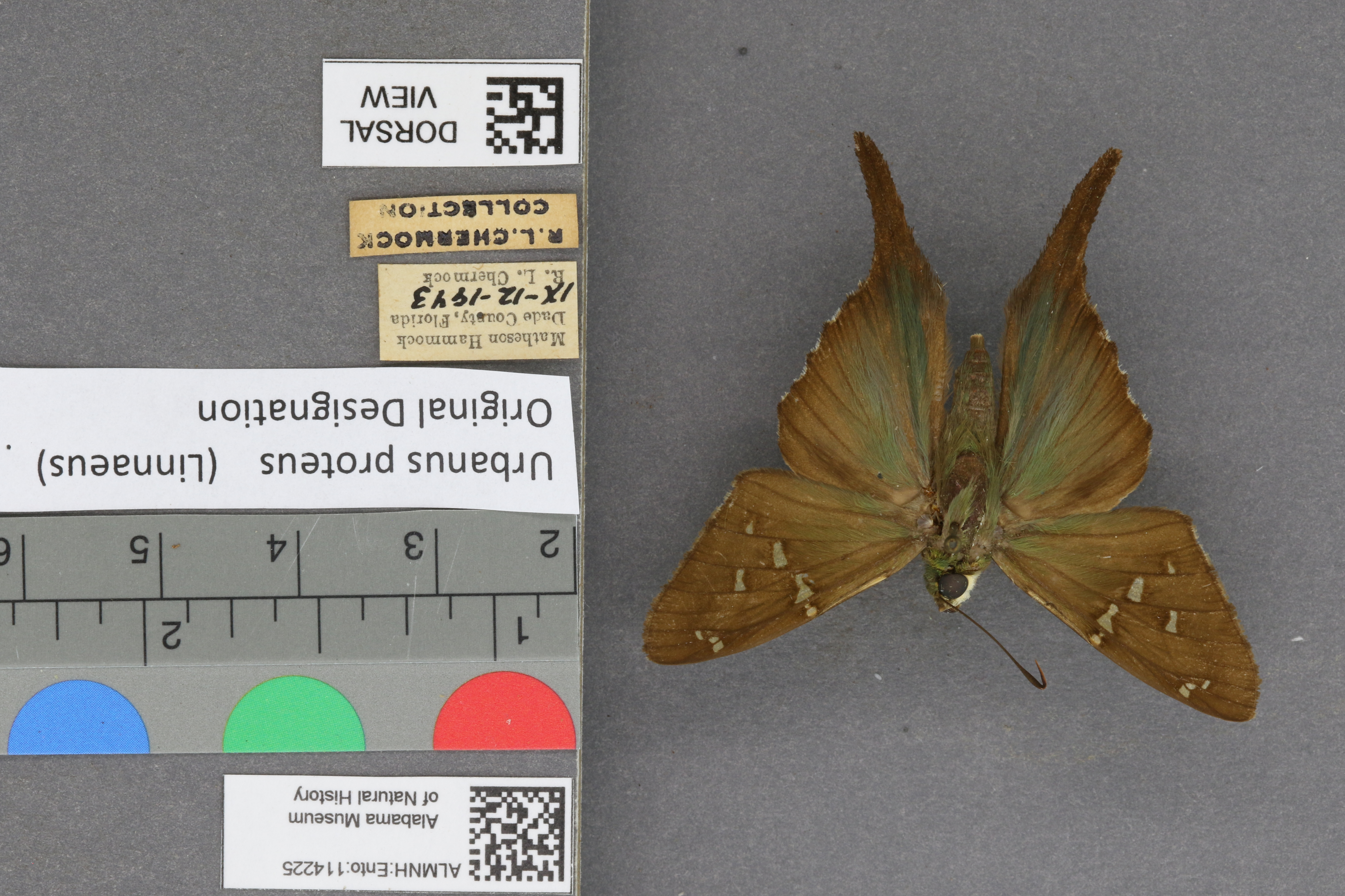 Urbanus proteus
