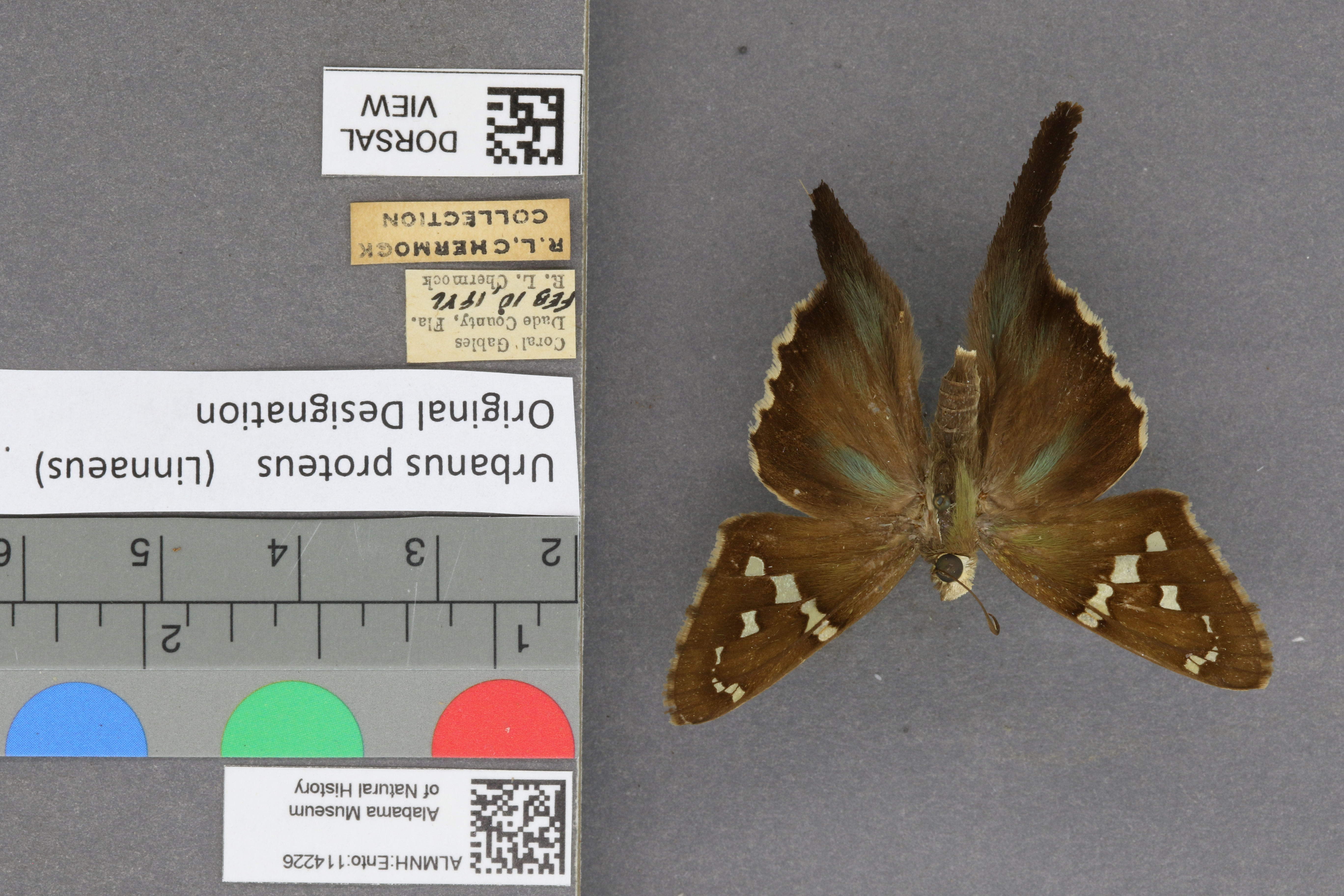 Urbanus proteus