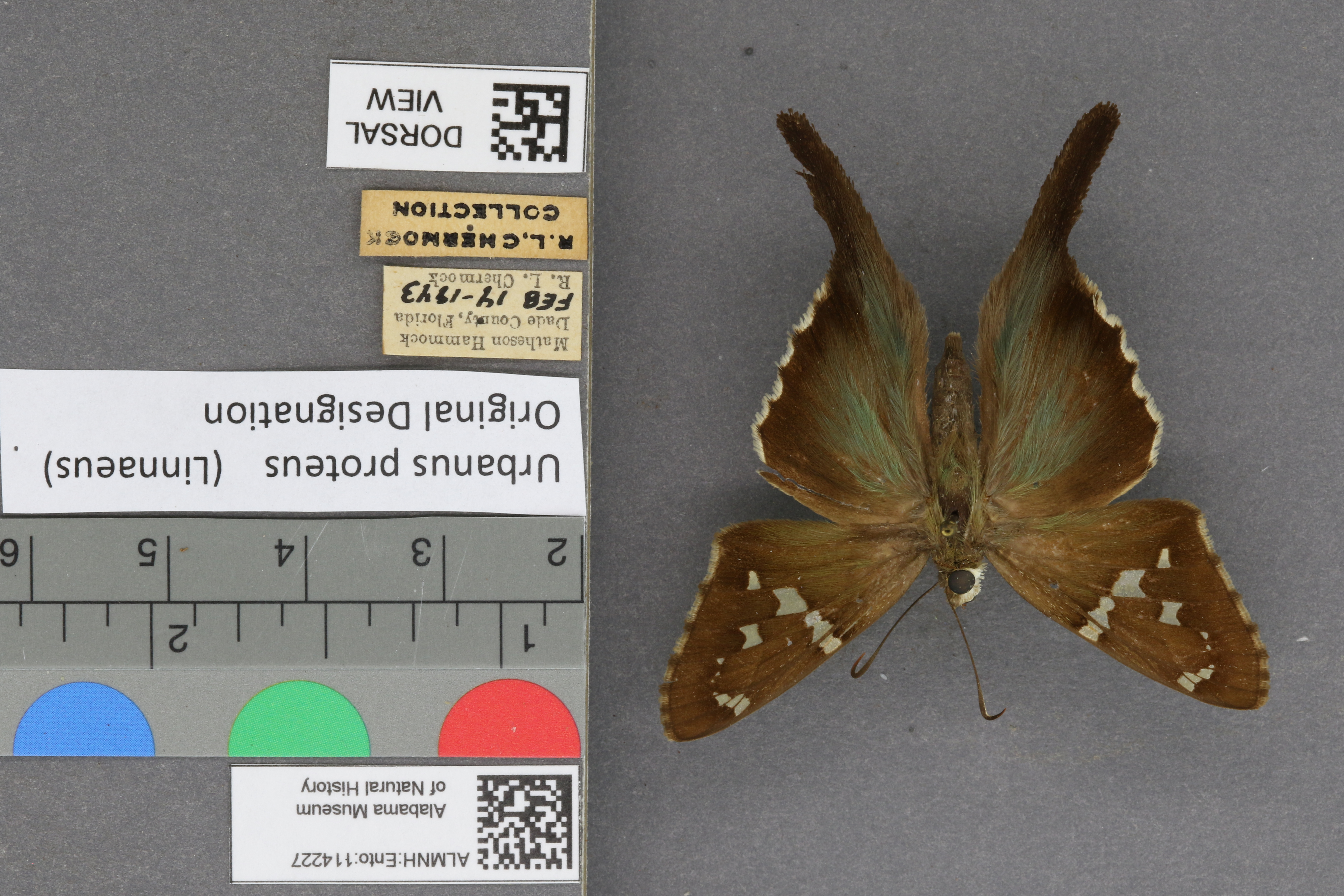 Urbanus proteus
