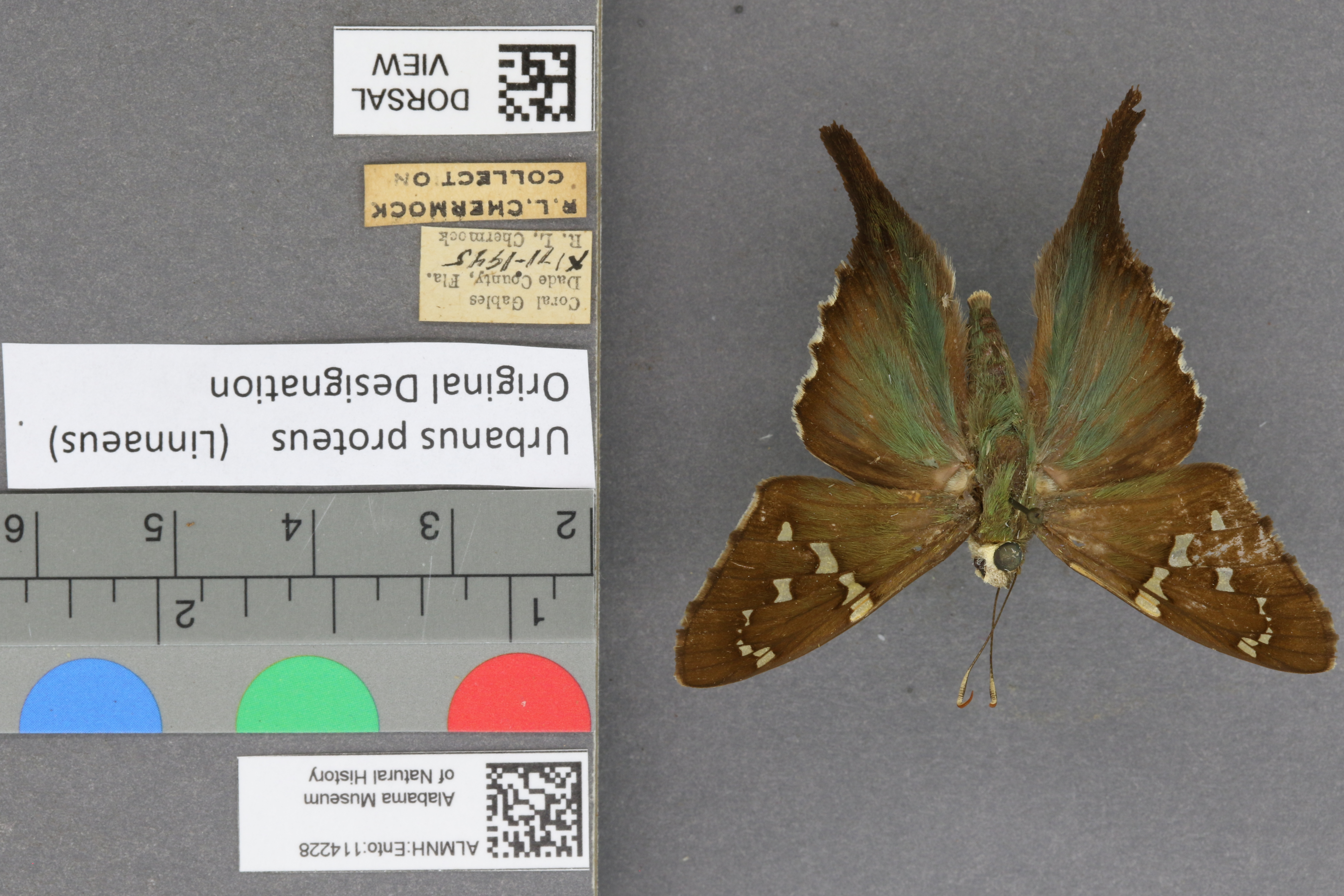 Urbanus proteus