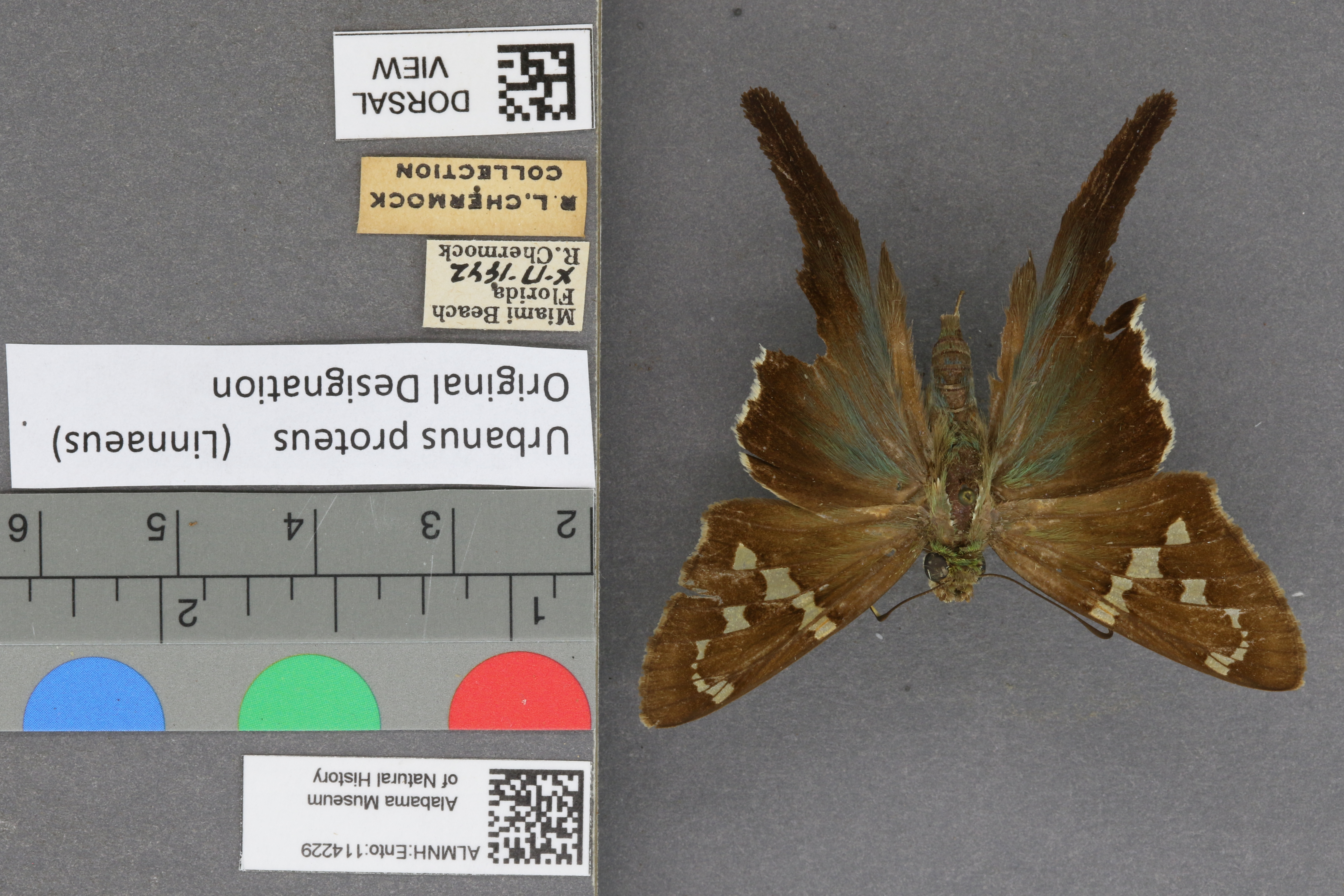 Urbanus proteus