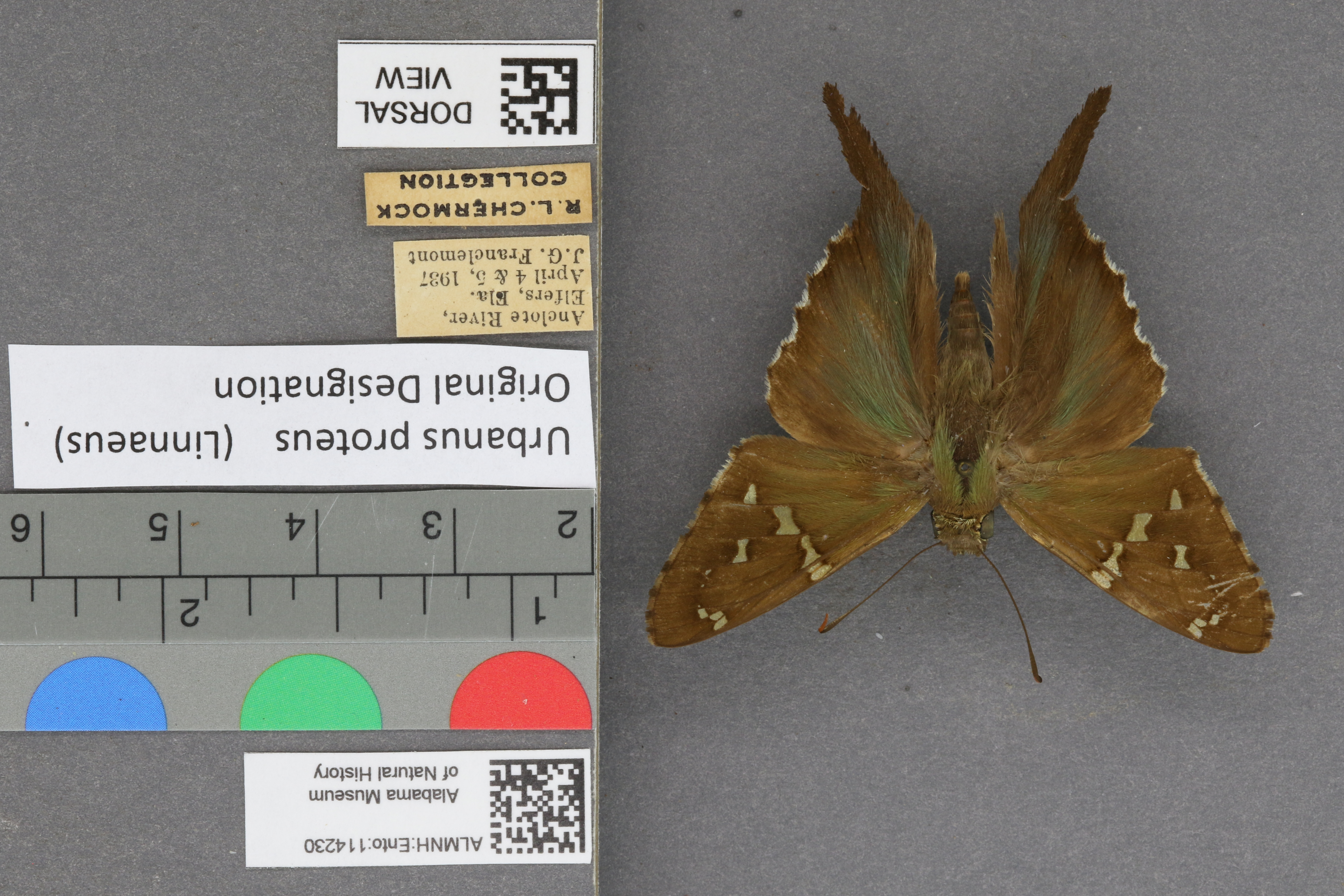 Urbanus proteus