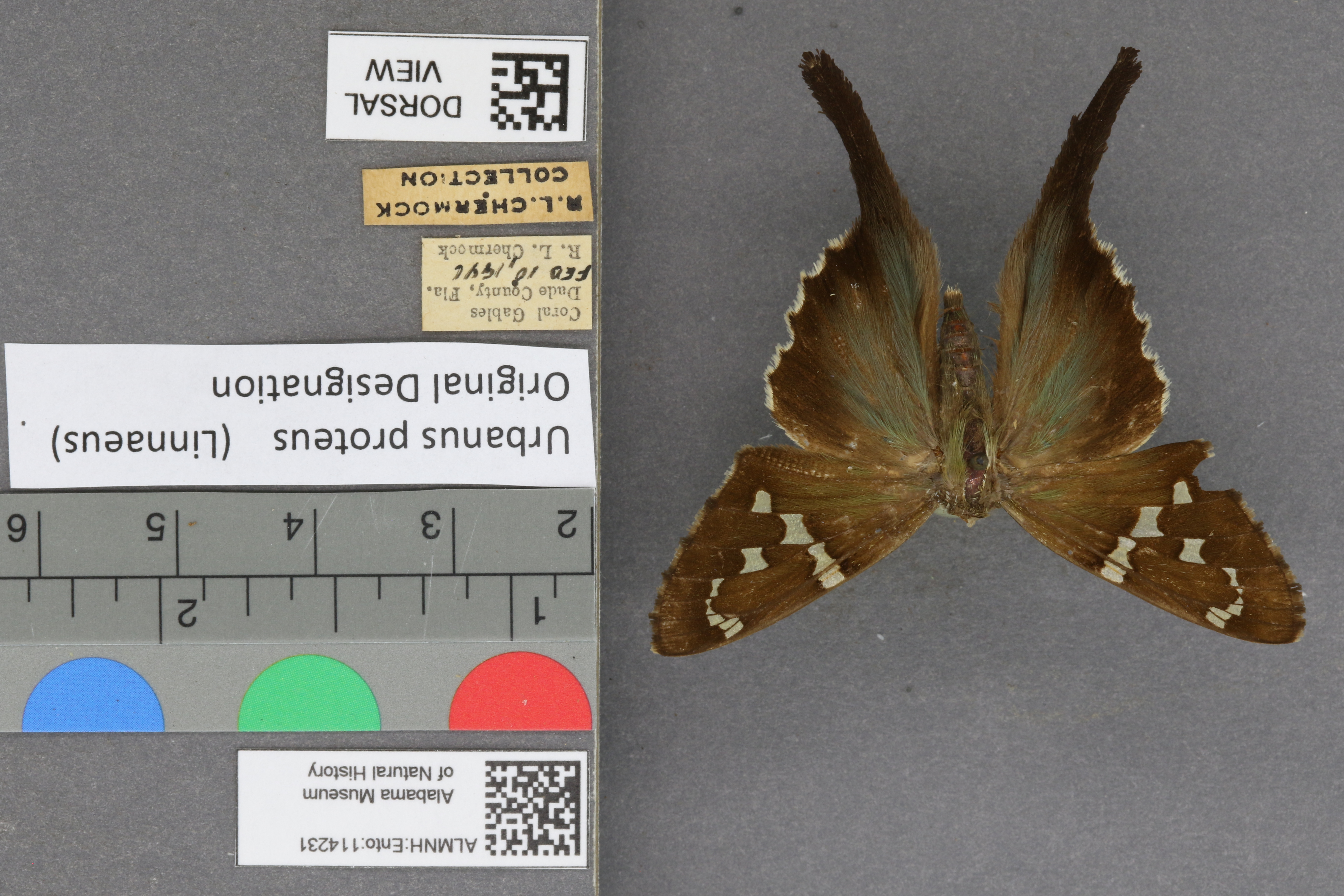 Urbanus proteus