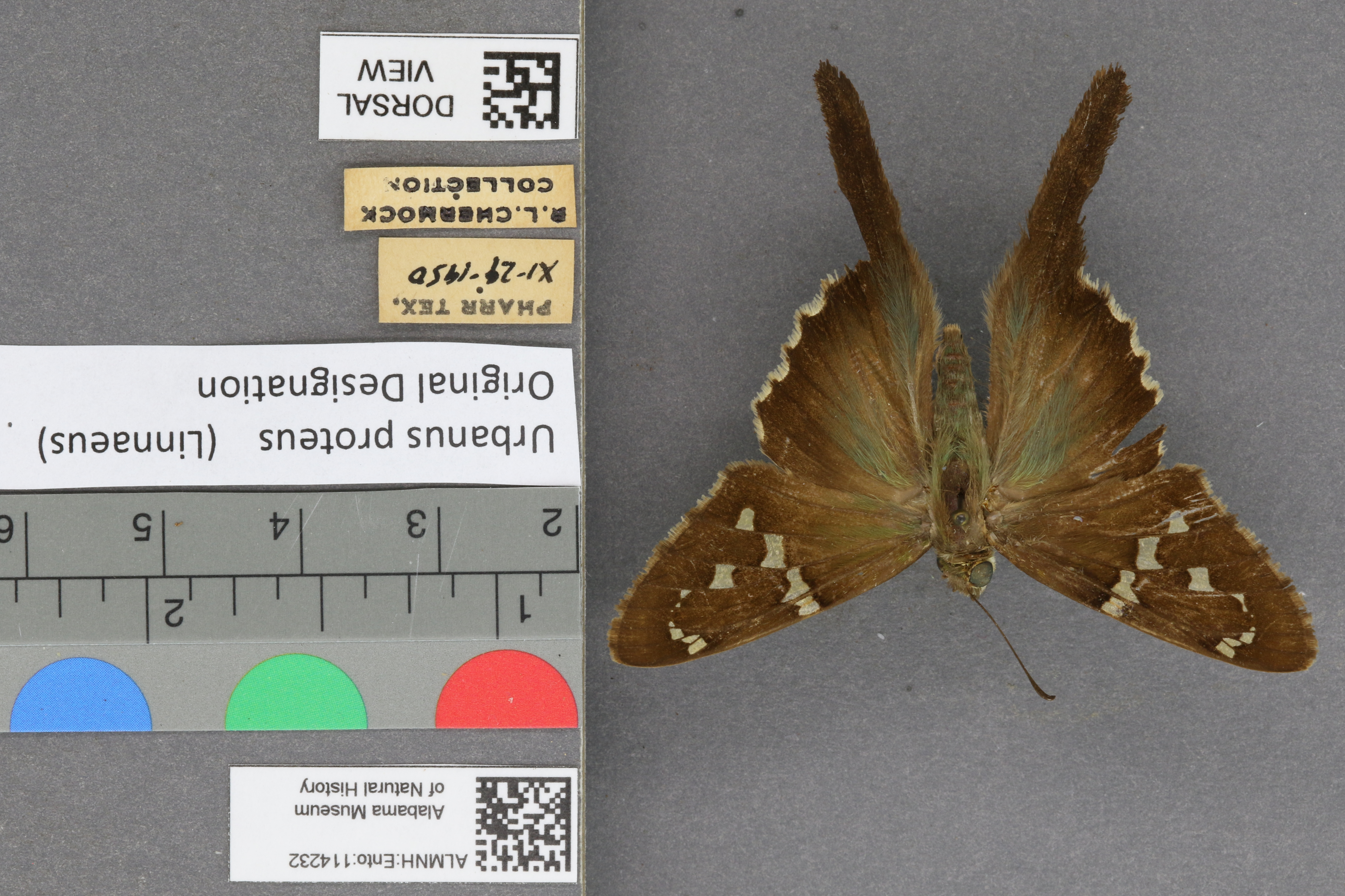 Urbanus proteus