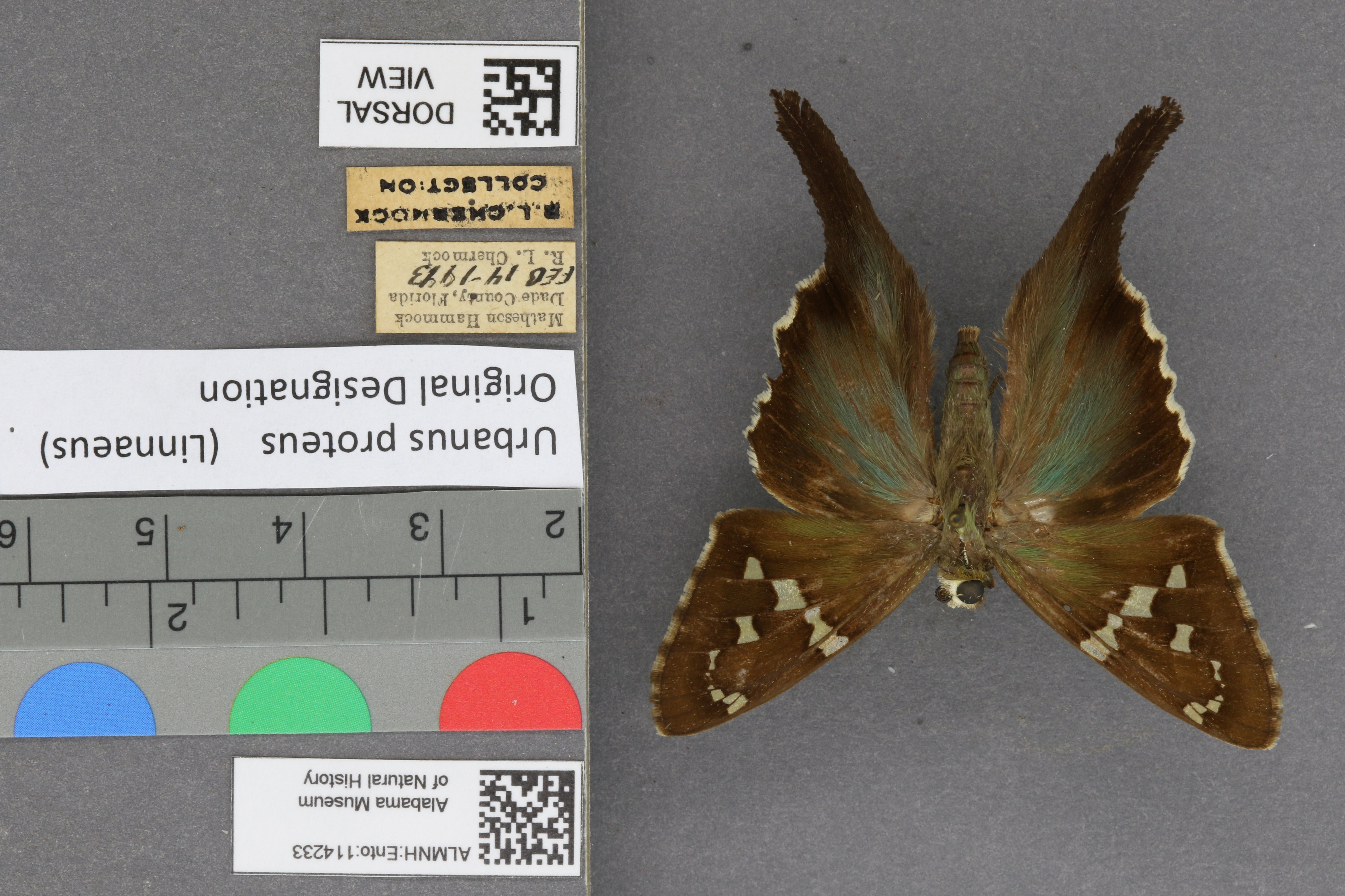 Urbanus proteus
