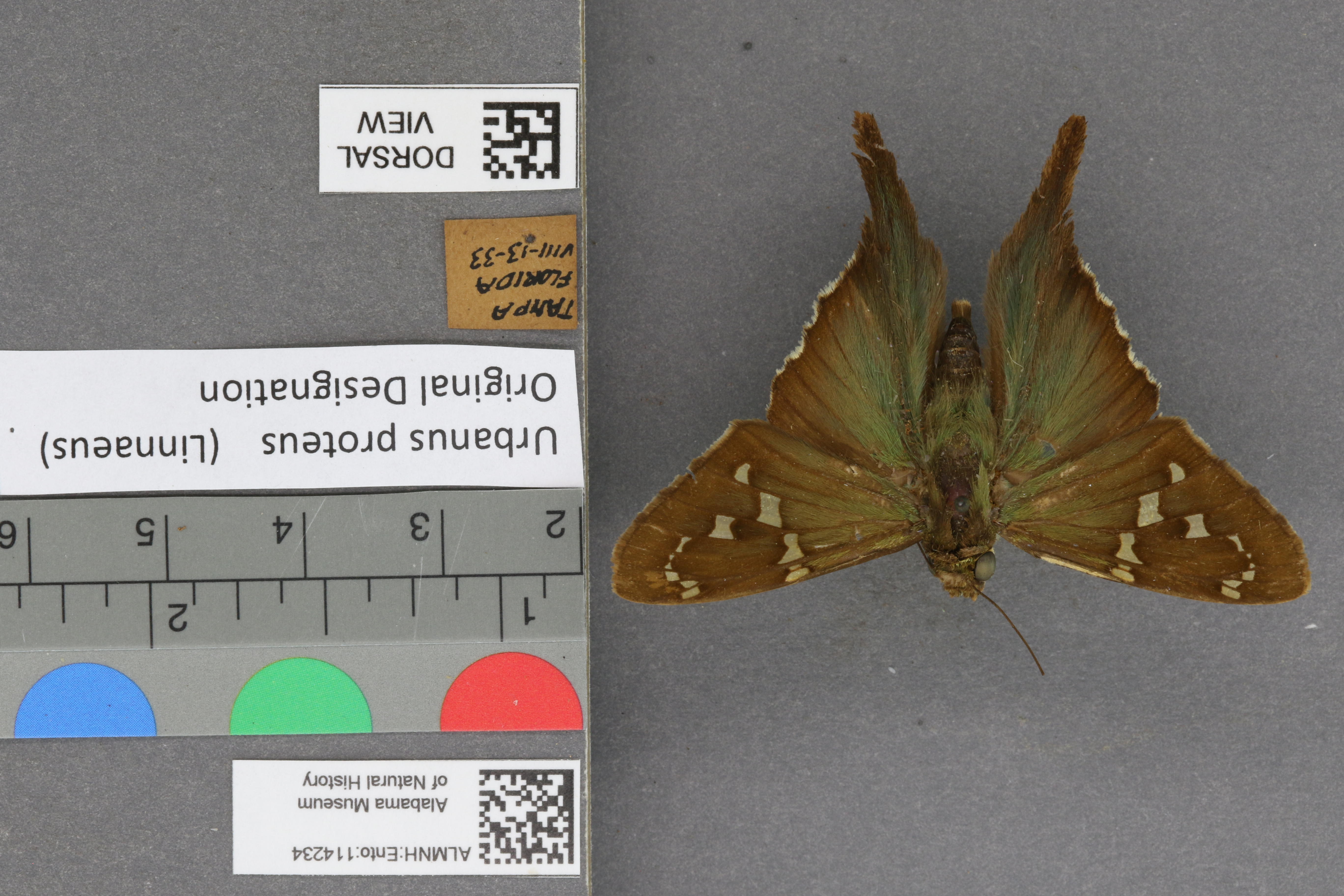 Urbanus proteus
