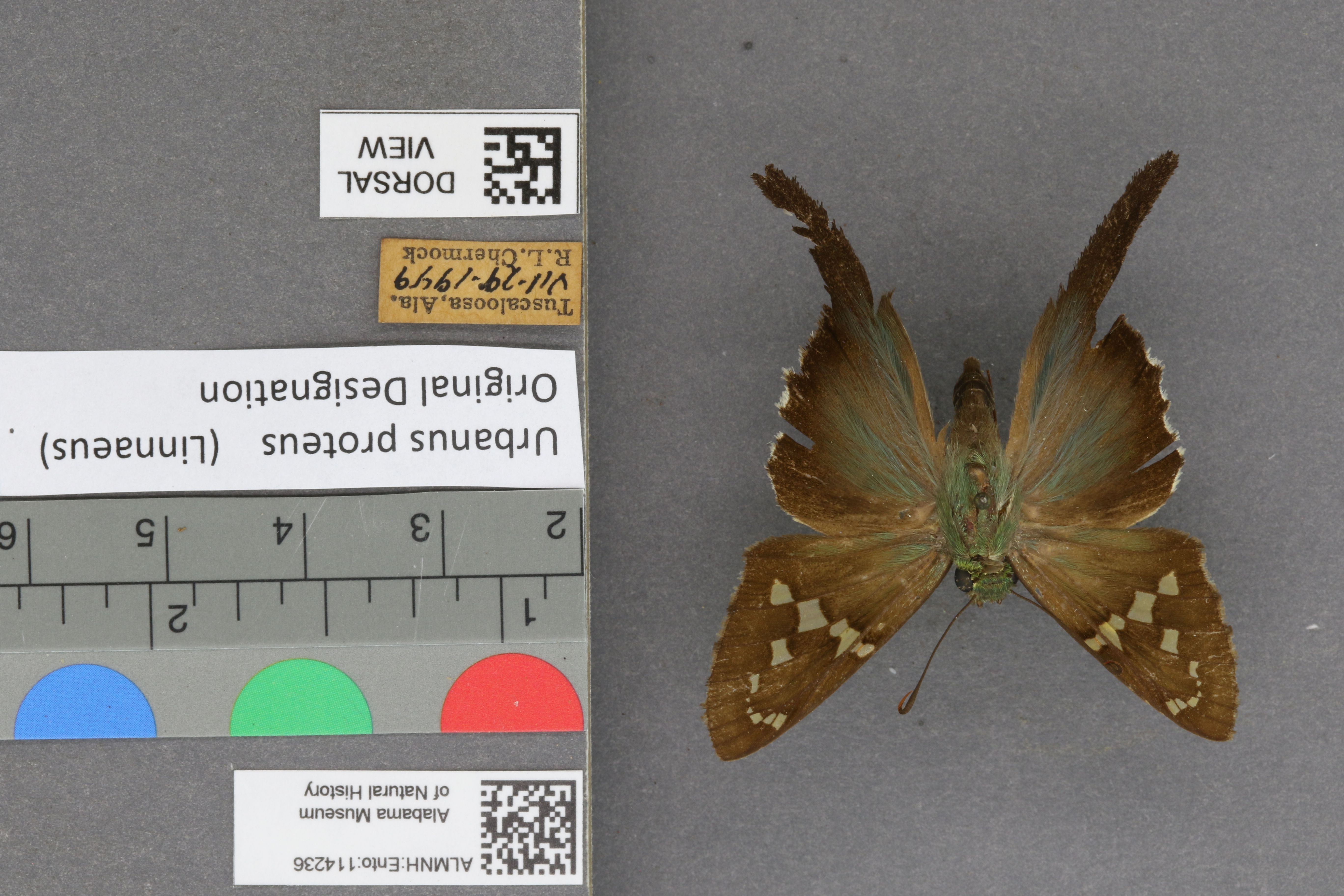 Urbanus proteus