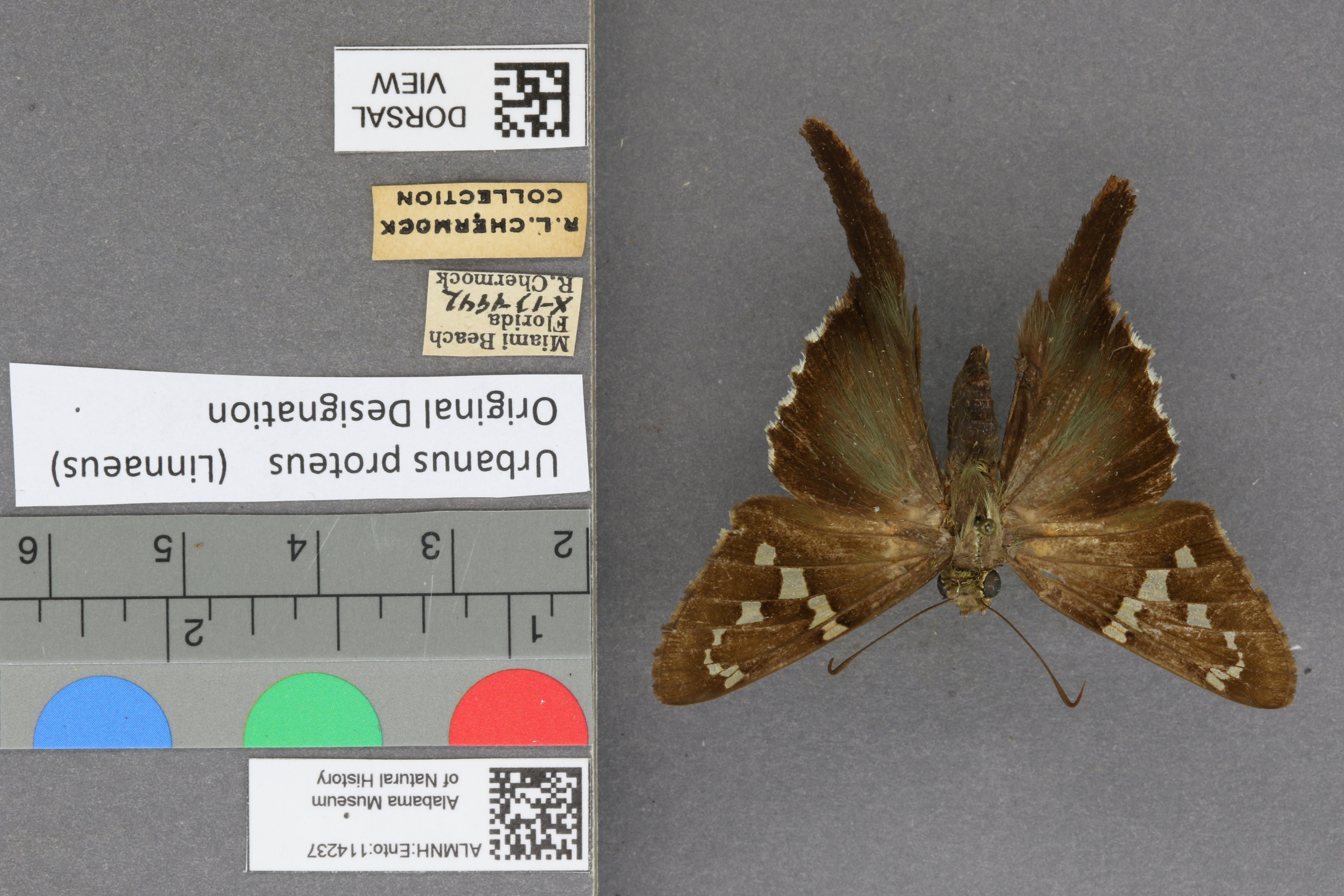 Urbanus proteus