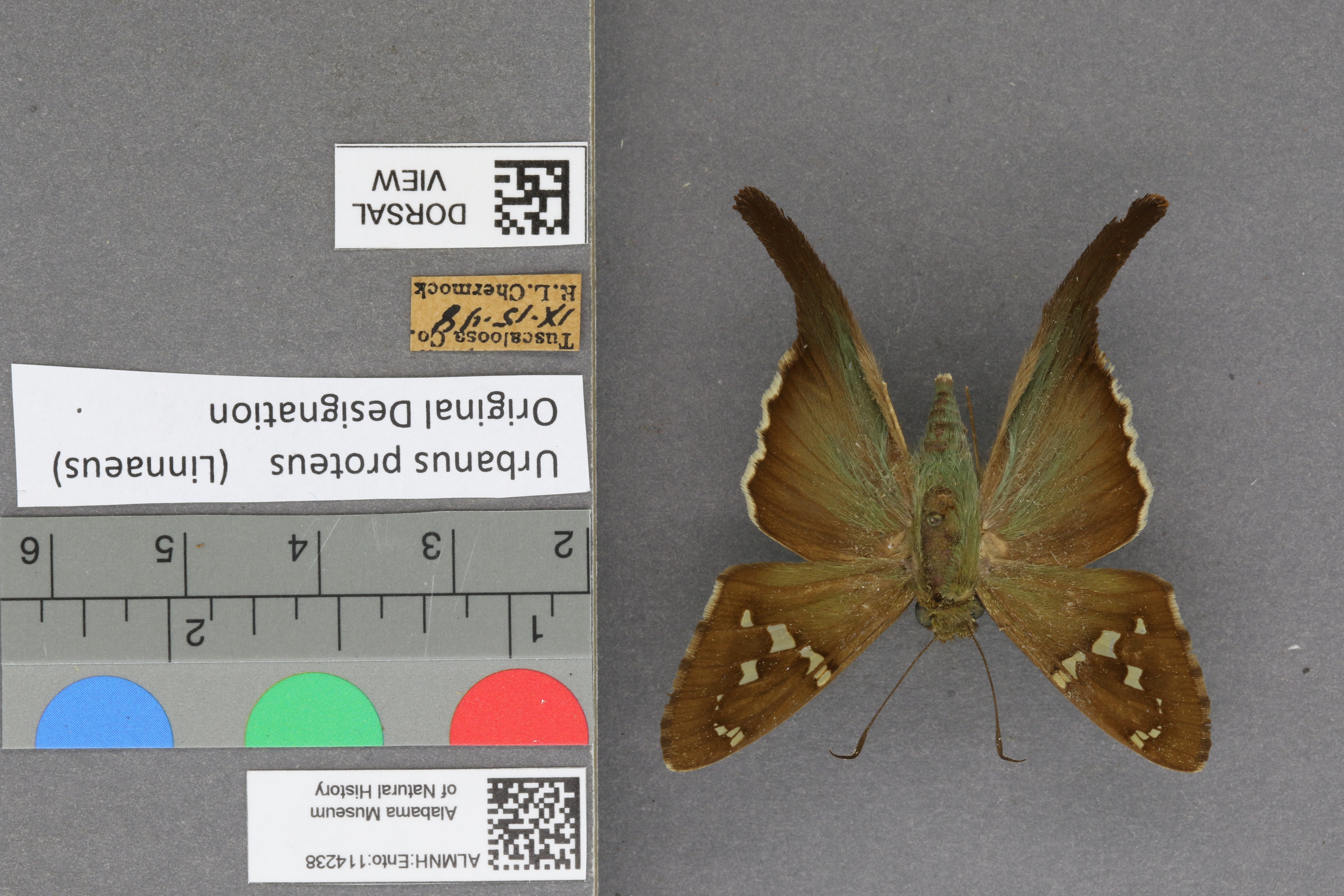 Urbanus proteus