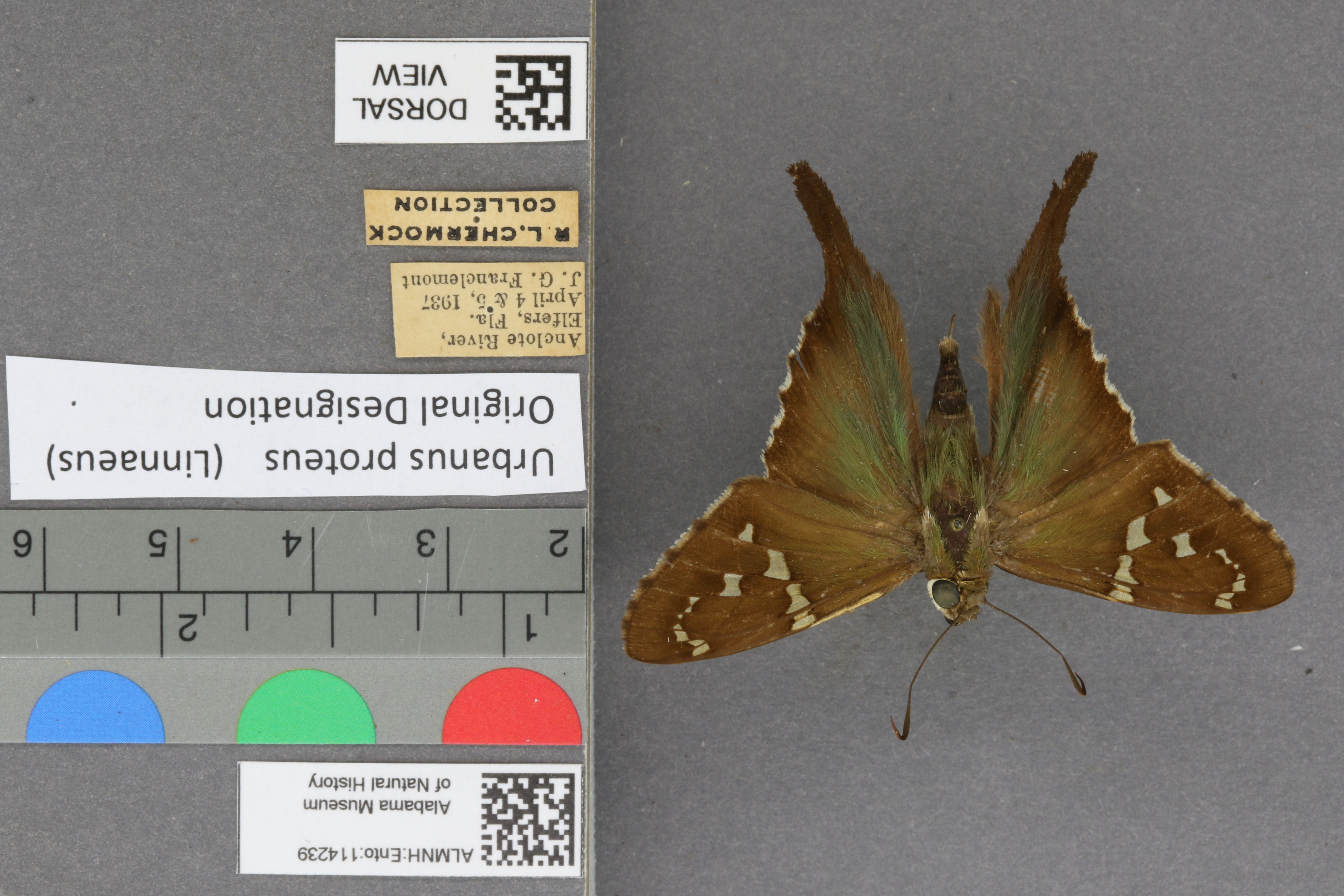 Urbanus proteus