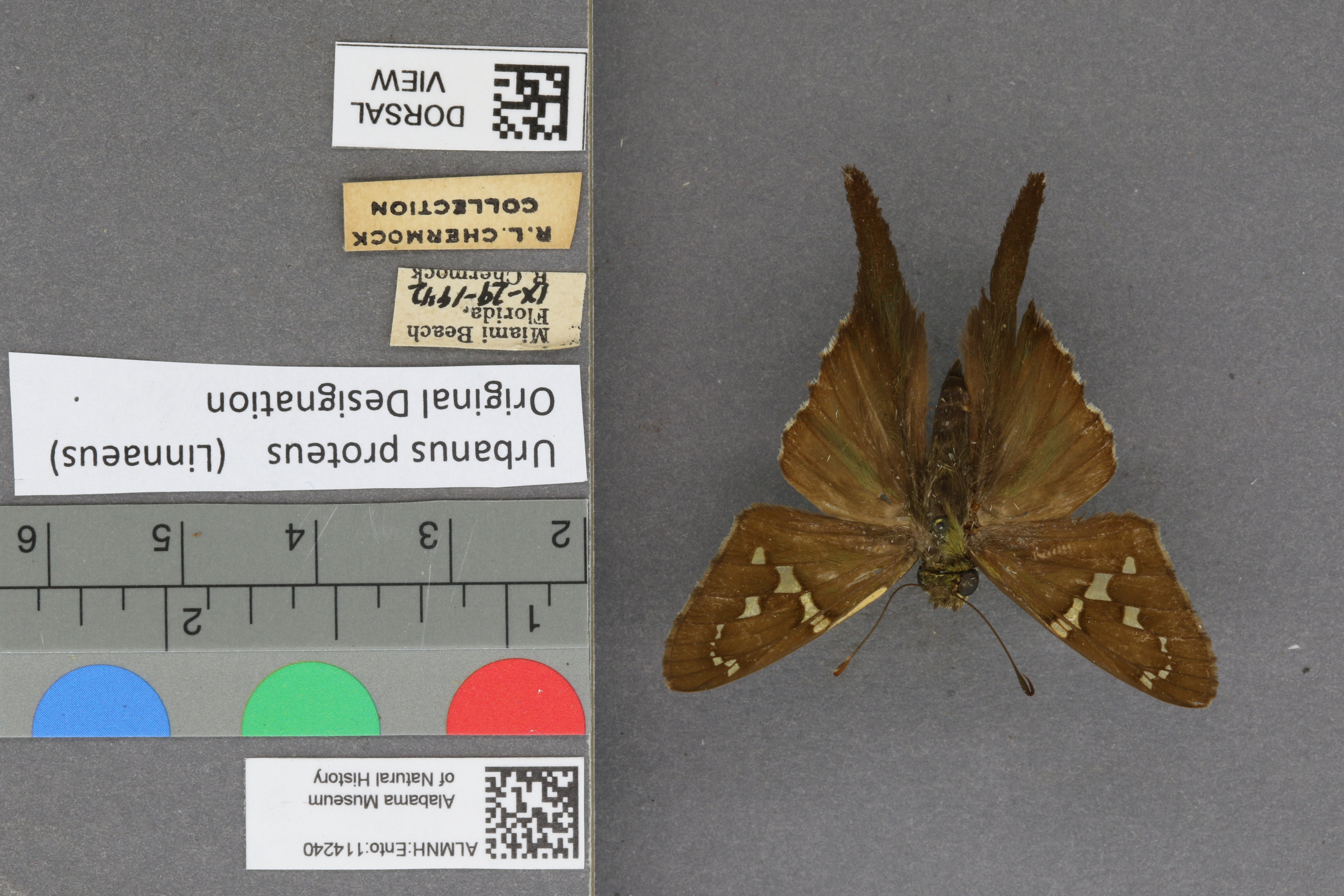 Urbanus proteus