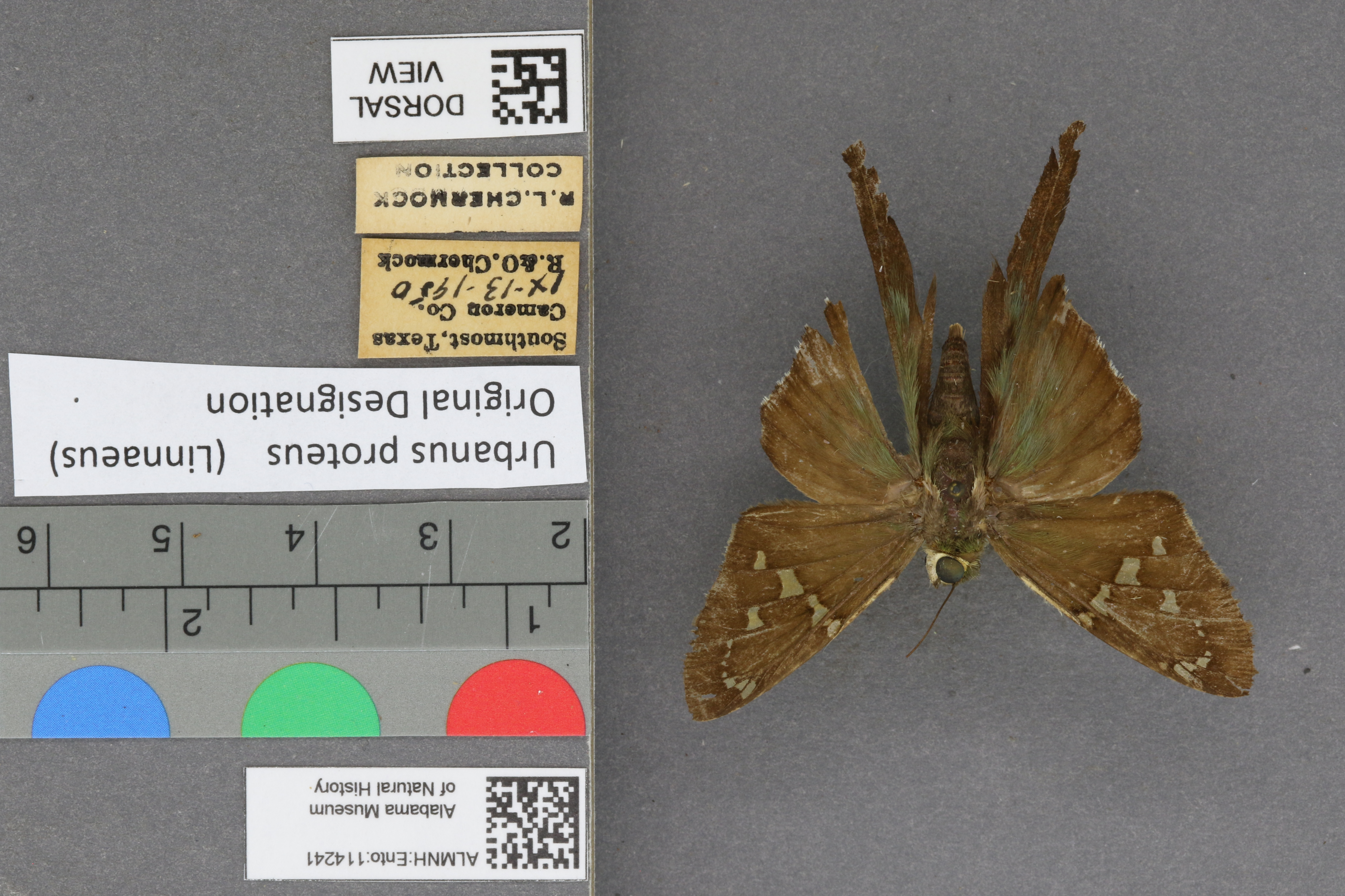 Urbanus proteus