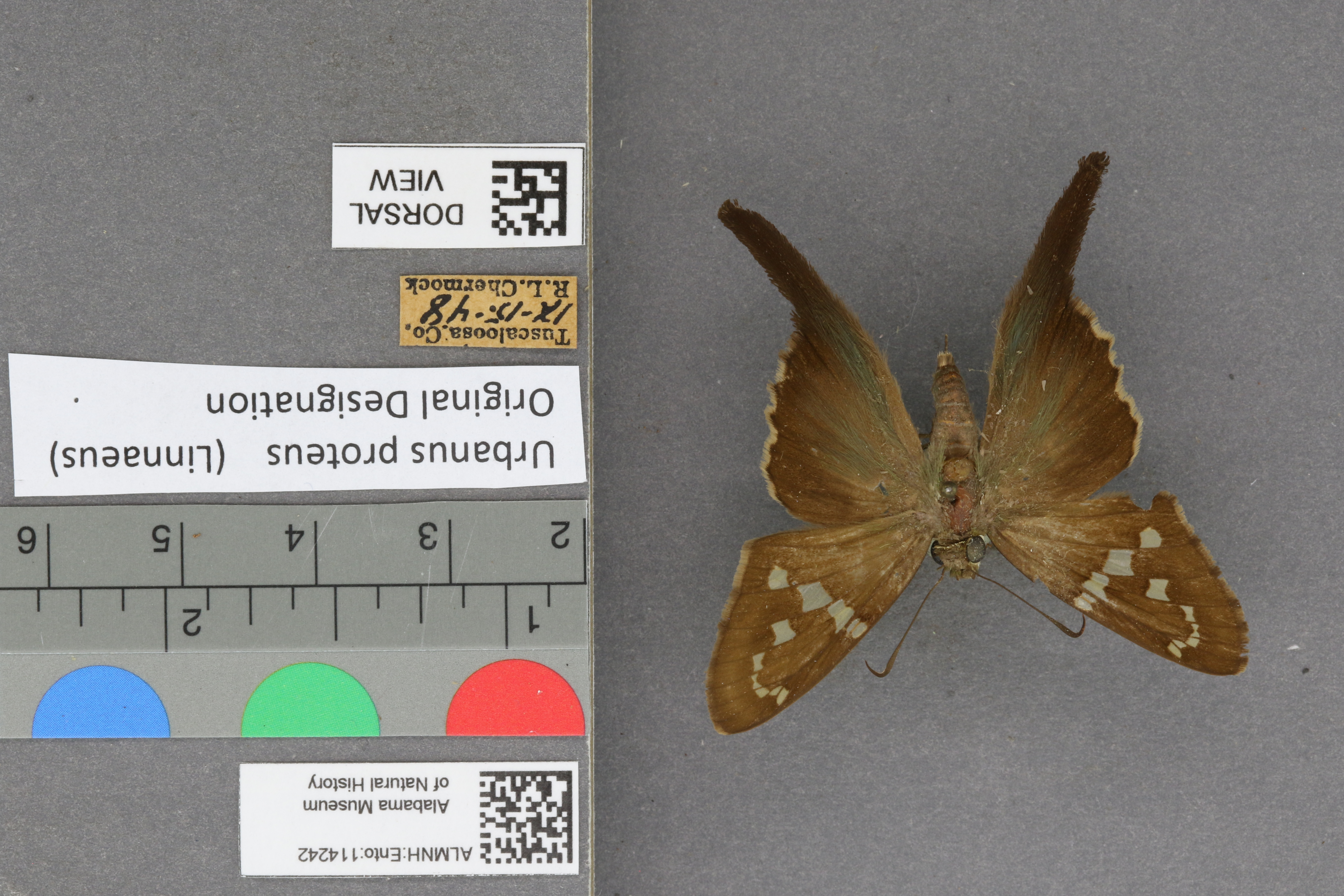 Urbanus proteus
