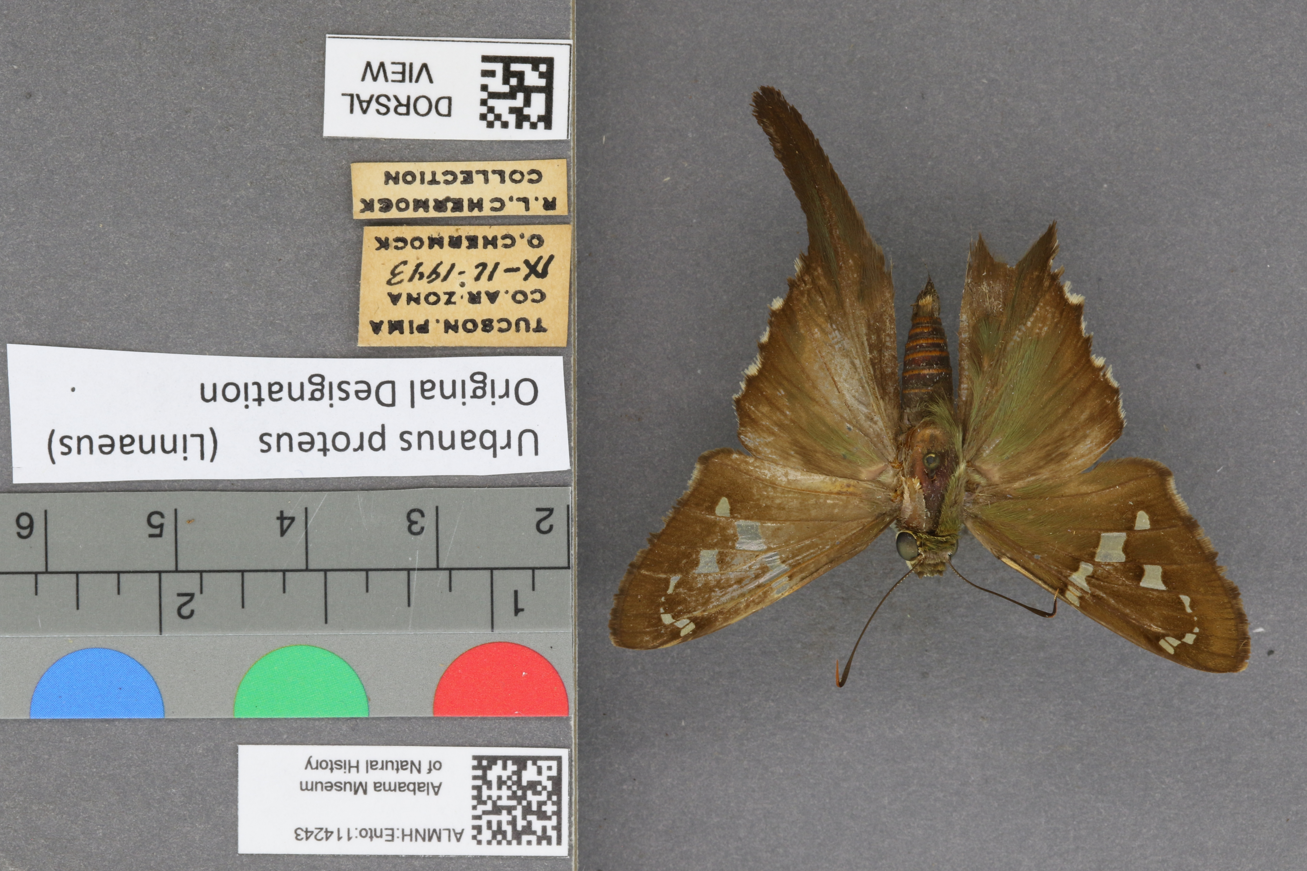 Urbanus proteus