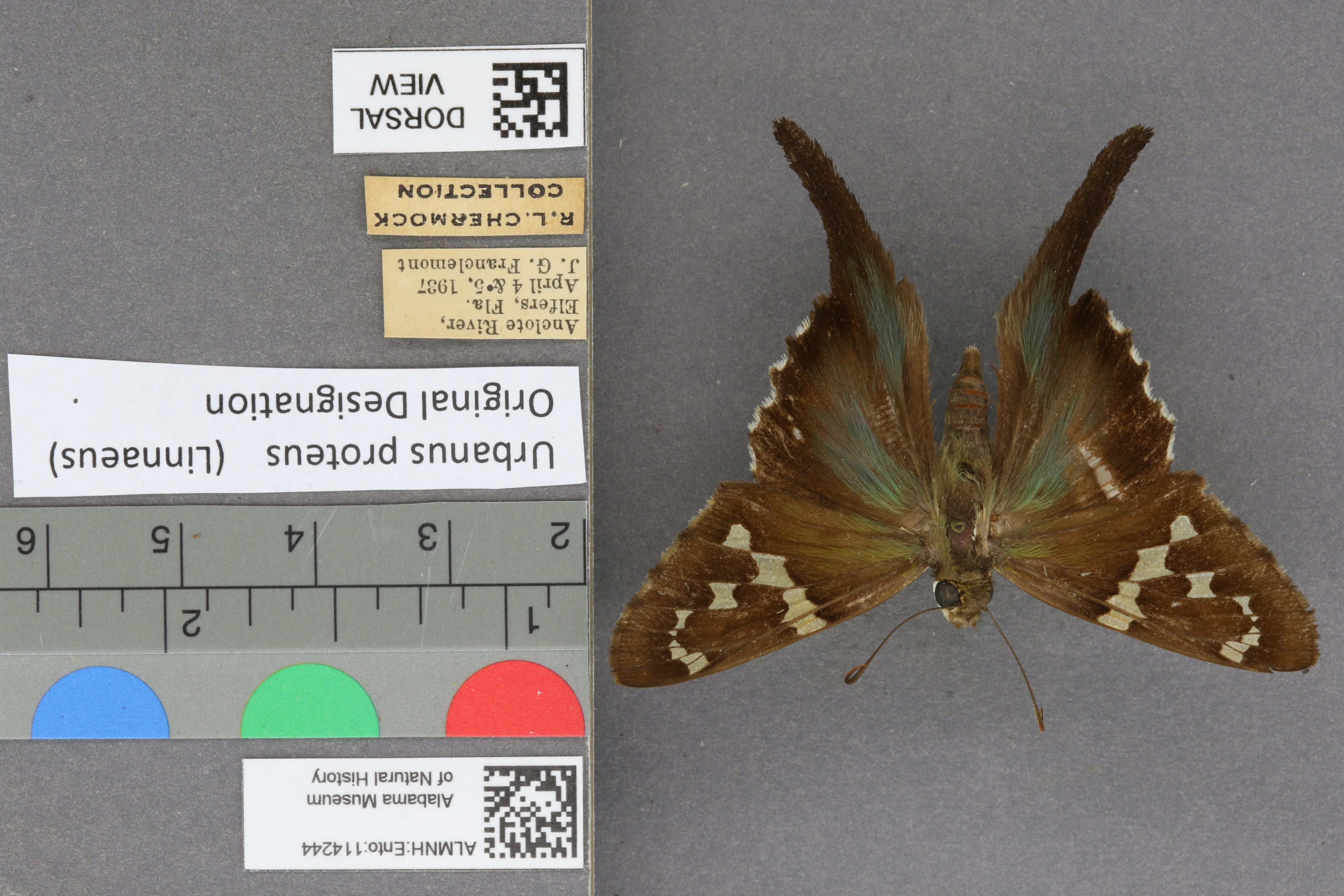 Urbanus proteus