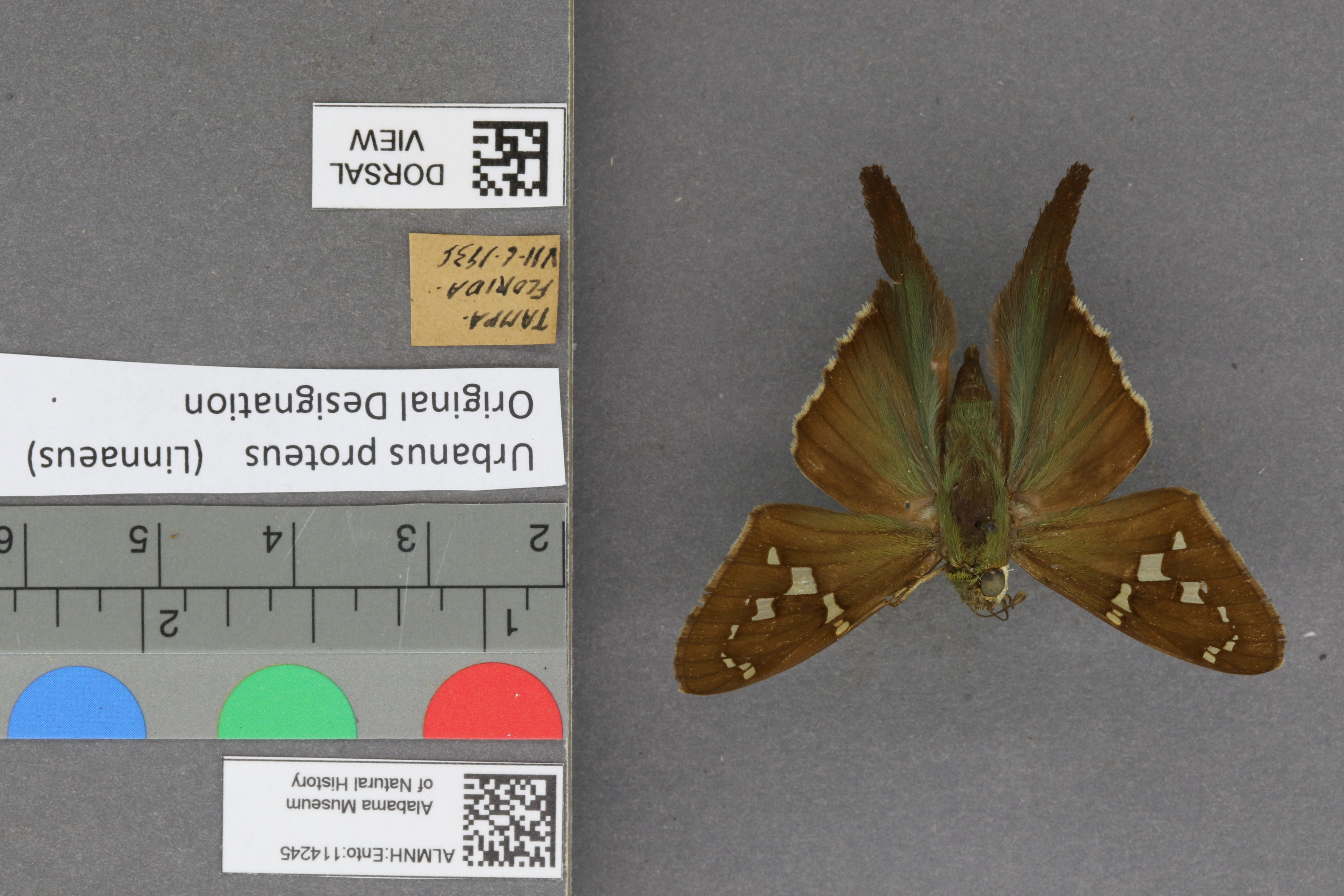 Urbanus proteus